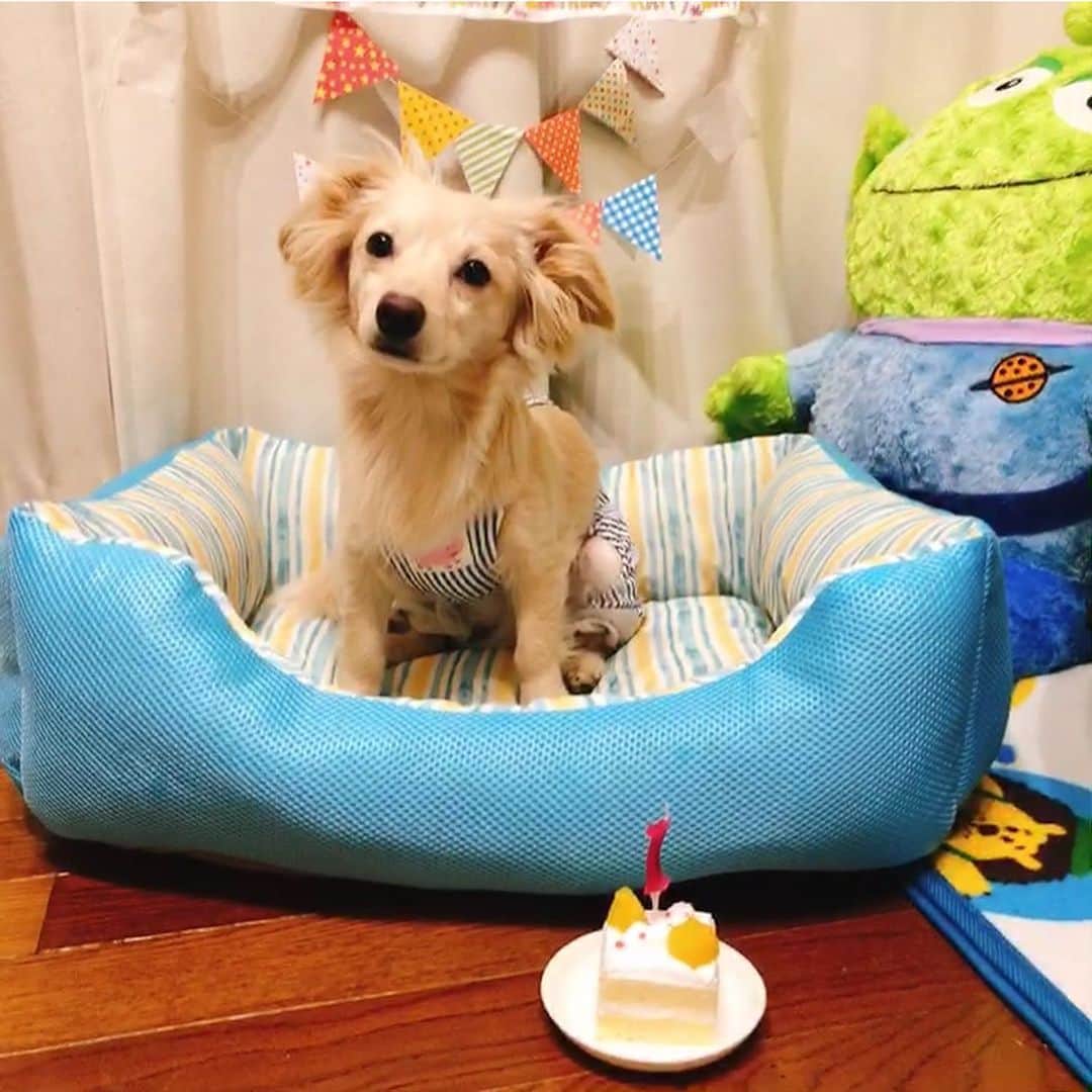 桜子のインスタグラム：「そら豆 １歳のお誕生日🎂 おめでとう🥰✨ 誕生日プレゼントはひんやりベッド🛏 気に入ってくれて嬉しい🧸 . . . .  #チワックス #チワワ #ミニチュアダックスフンド  #誕生日 #犬のいる暮らし #chihuahua #dogstagram #doglover #dog #happybirthday #birthday #happy #family #love #smile #friends」