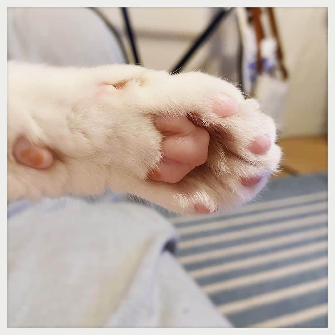 kumikoのインスタグラム：「グニャイ💤」