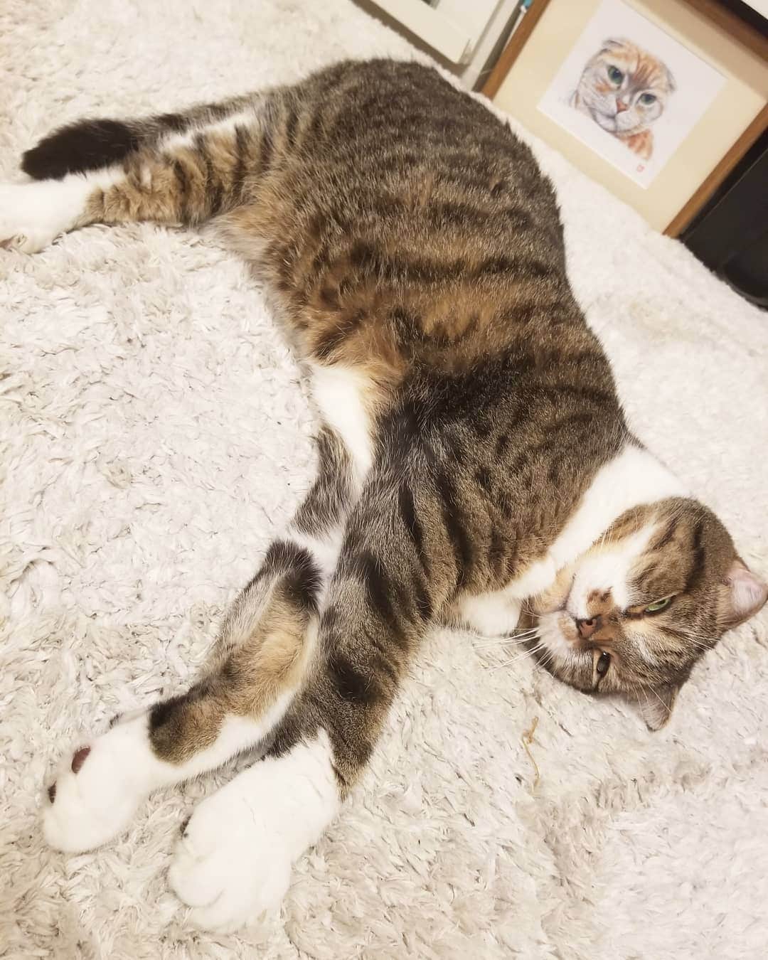 のインスタグラム：「夜の銀次郎🌃✨　後ろに金太郎兄ちゃんの絵があるよ〰️‼️だいぶおっちゃんのときの兄ちゃんだ🐱今日は日曜日でしたね。お休みでしたか？関係なくお仕事かな。大好きな新緑のシーズン５月も終わり…明日からは６月。夏の扉が開く前の雨の季節だ☔新しい季節が始まる。少しでもいいときになりますように🍀おやすみなさい。 #ねこ #ねこすたぐらむ #スコティッシュフォールド #スコティッシュフォールド折れ耳 #谷口キヨコ #きよぴー #京都」