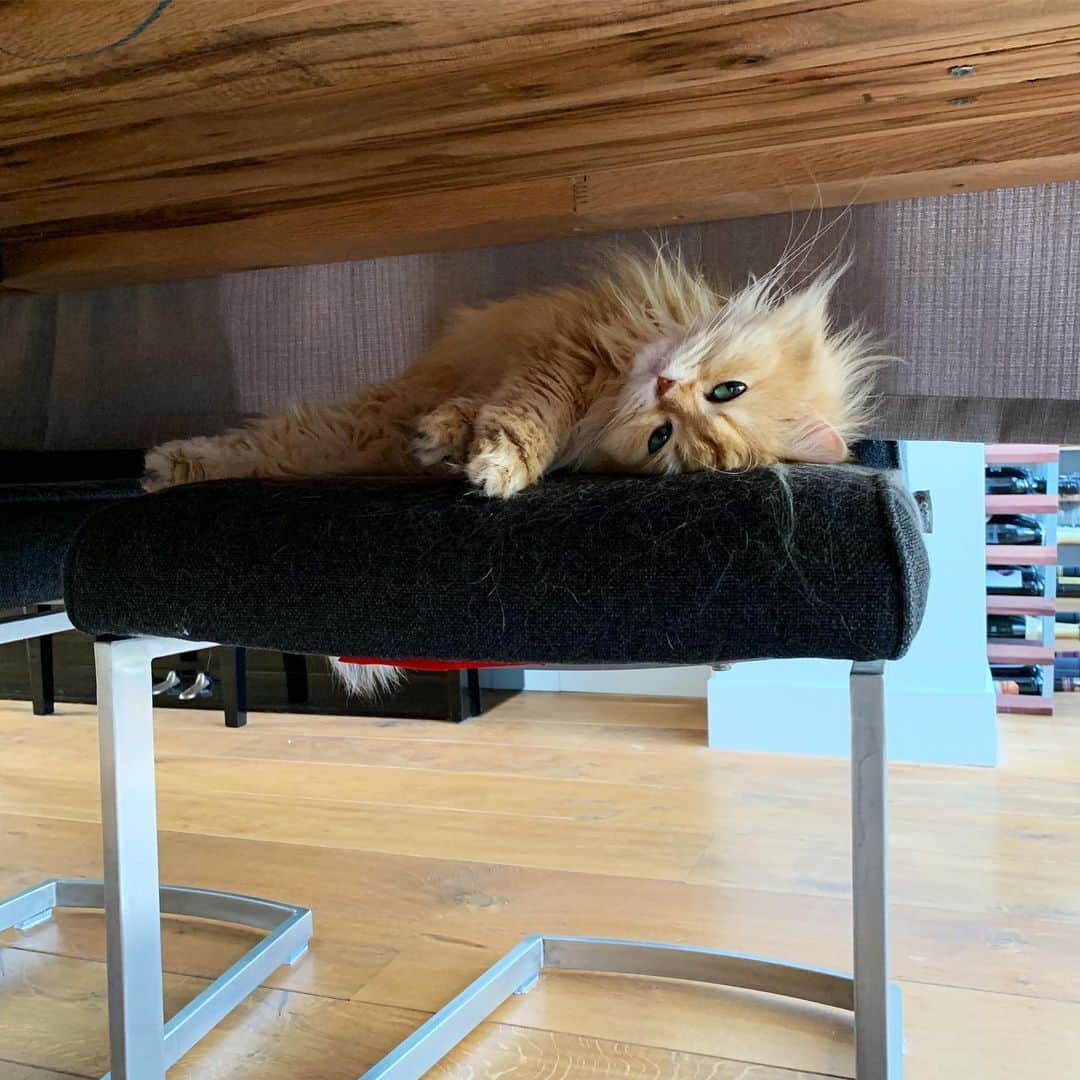 Smoothieのインスタグラム：「She knows how to spend a Sunday.」