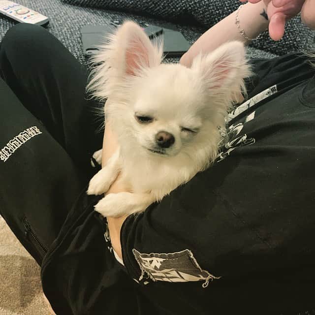 HISASHIのインスタグラム：「帰宅▽･ω･▽ 今日の同録観ています♪ #エアhotelglay #chihuahua #テチ」
