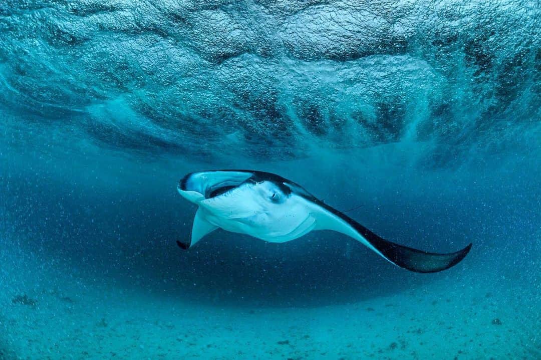 のインスタグラム：「A reef manta effortlessly feeds on microscopic plankton as a monsoon rainstorm roars through above the surface. I was free diving to make this photograph and every time I came up to breathe it felt like someone was aiming a firehose at me. Topside visibility was reduced to just a few meters and for ten minutes I lost sight of both the boat and my companions. It was just me and the mantas during this exhilarating time. Shot for @NatGeo in collaboration with @mantatrust #maldives #manta」
