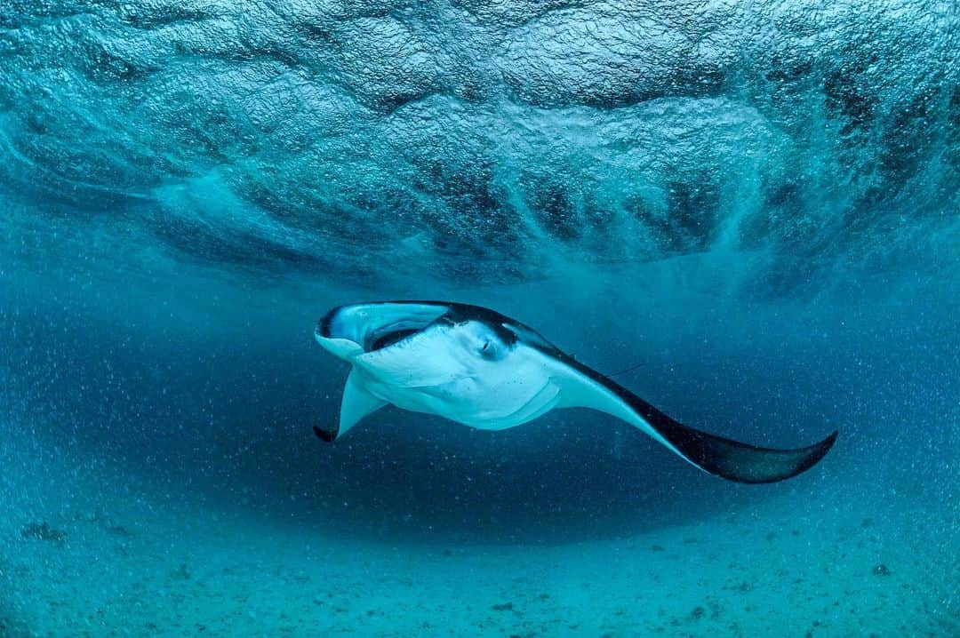 Thomas Peschakのインスタグラム：「A reef manta effortlessly feeds on microscopic plankton as a monsoon rainstorm roars through above the surface. I was free diving to make this photograph and every time I came up to breathe it felt like someone was aiming a firehose at me. Topside visibility was reduced to just a few meters and for ten minutes I lost sight of both the boat and my companions. It was just me and the mantas during this exhilarating time. Shot for @NatGeo in collaboration with @mantatrust #maldives #manta」