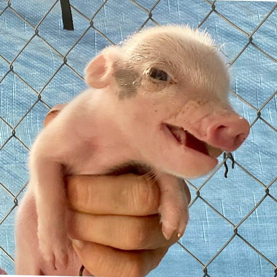 Priscilla and Poppletonさんのインスタグラム写真 - (Priscilla and PoppletonInstagram)「Happy Sprout Sunday!🌱🐷Yes, you read that right! We know many of you here loved our little rescue piglet Sprout, so we wanted to let you know that on Sundays we will be honoring his memory over on our rescue page @prissyandpops_helpinghooves. We shared a precious video of some of our favorite memories of him over there this morning. Sprout will not be forgotten!🌈🌱🐷💪🏼 . We also wanted to thank everyone who purchased t-shirts and socks to help support the 15 new rescue pigs. We are happy to report they will all be staying on the farm with us thOINKs to so many of you. Today is the LAST DAY to get a Sprout Shirt to support this cause at https://www.customink.com/fundraising/sproutstrong2020 (link in bio). We know Sprout will be smiling down on his family so piggy proud that he played a PIG role in their happily ever after. We love you Sprout!🌱🐷🏠#inmemoryofsprout #sproutstrong #blossomsblooms #rescuepigs #sproutthepig #prissyandpopshelpinghooves」6月1日 1時14分 - prissy_pig