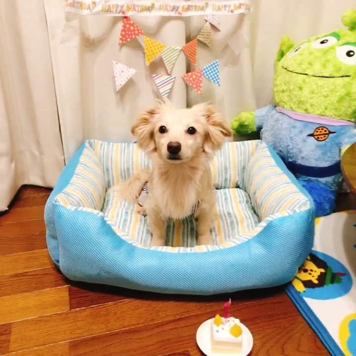 桜子のインスタグラム：「#誕生日 #チワックス #チワワ #ミニチュアダックスフンド #いぬのいる暮らし #chihuahua #dogstagram #doglover #happybirthday #dog #birthday」