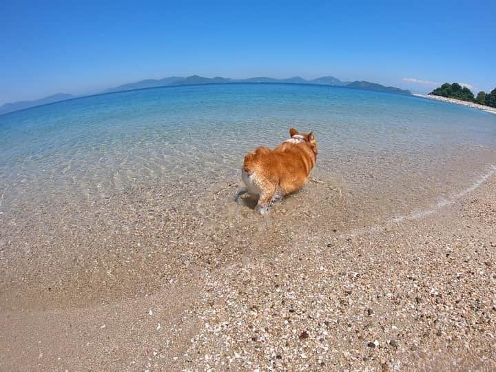 ericoのインスタグラム：「✩ おしりは優しく冷やして欲しい ✩ #弱水流でお願いします ✩ Please give me a gentle wave.🌊😂 ✩  #それいけ力丸くん #コーギー  #犬のいる暮らし#pembrokewelshcorgi  #corgistagram #barked #myfavcorgi #buzzfeed #corgisofinstagram  #dailyfluff #9gag #weeklyfluff #dogstagram #corgibutt」