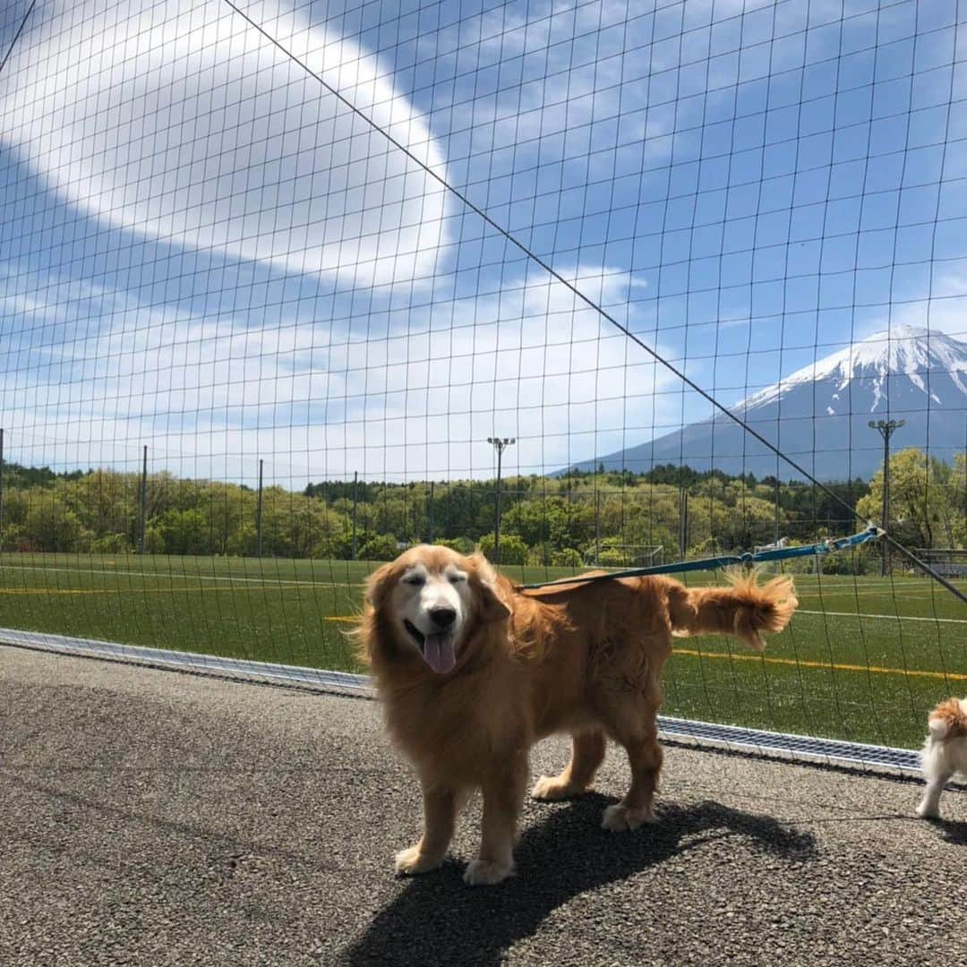 堀内汰門さんのインスタグラム写真 - (堀内汰門Instagram)「14歳3ヶ月沢山の思い出ありがとう！ 元気に長生きしてくれてありがとう！  今日ケントは空へ旅立ちました！ ケントありがとう！」5月31日 17時35分 - tamon0916