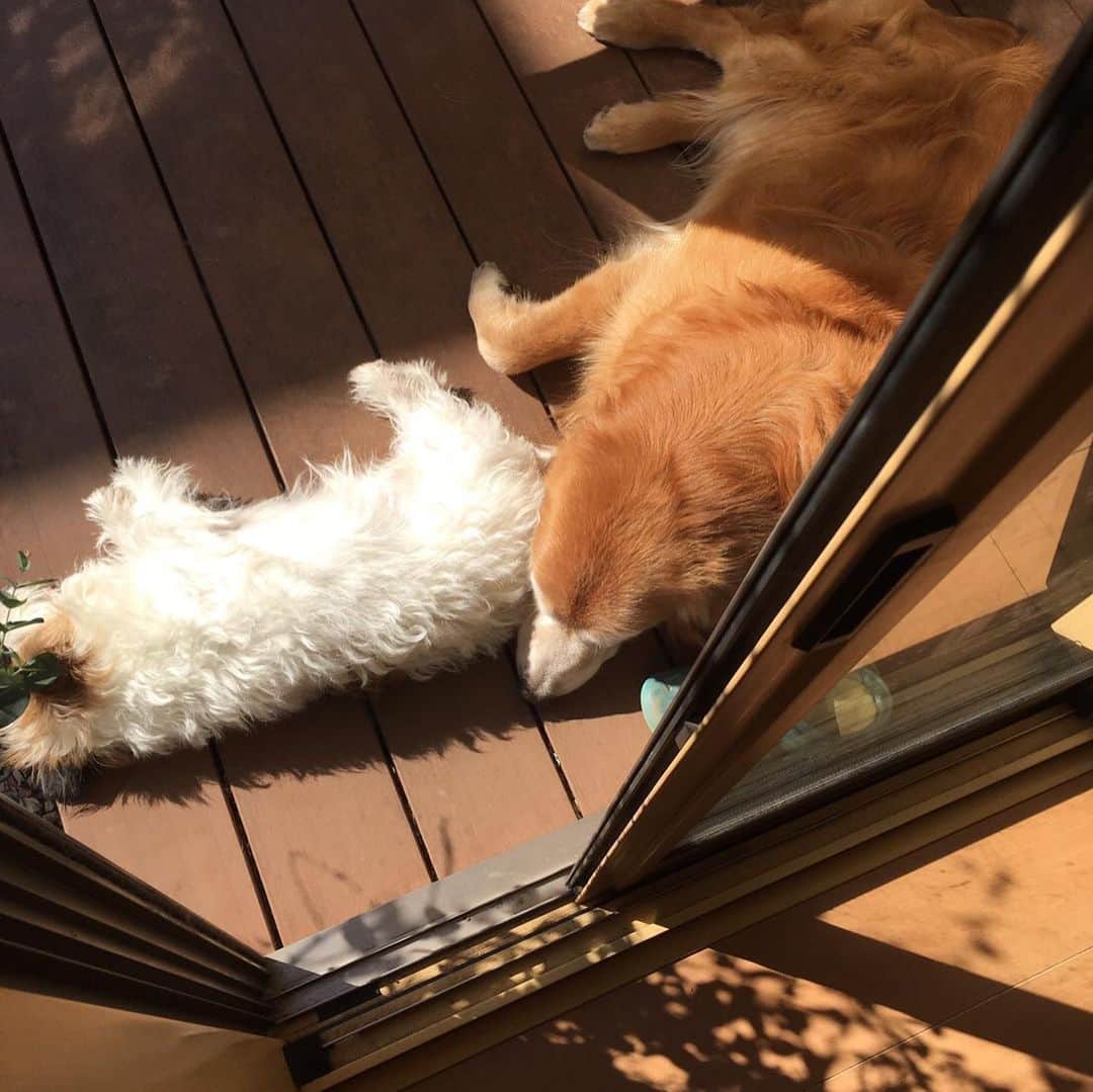 堀内汰門さんのインスタグラム写真 - (堀内汰門Instagram)「14歳3ヶ月沢山の思い出ありがとう！ 元気に長生きしてくれてありがとう！  今日ケントは空へ旅立ちました！ ケントありがとう！」5月31日 17時35分 - tamon0916