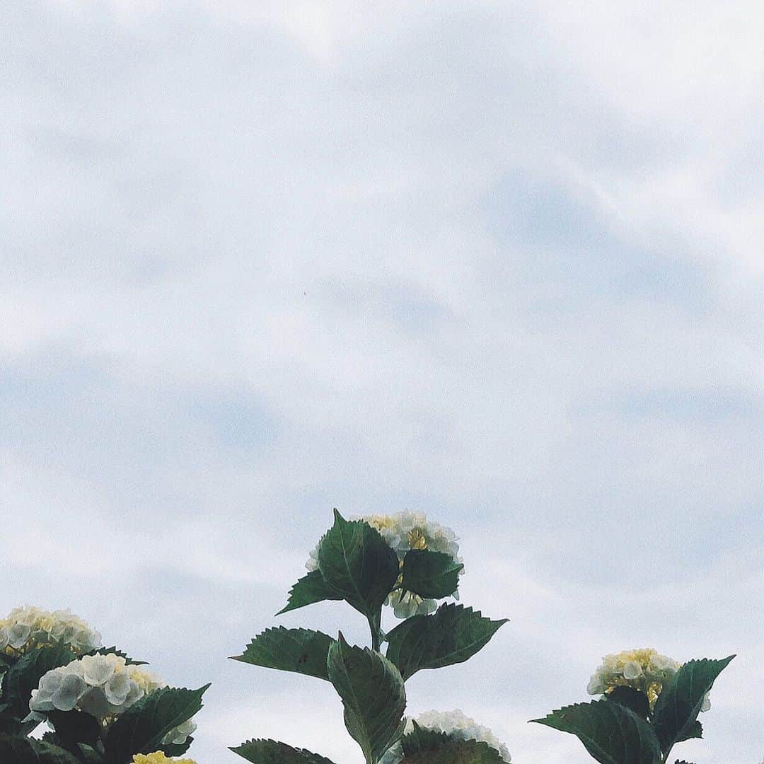 横山紗弓さんのインスタグラム写真 - (横山紗弓Instagram)「ㅤㅤ さよなら5月。 そろそろ梅雨かぁ #紫陽花 #お空集」5月31日 17時55分 - 1129sym