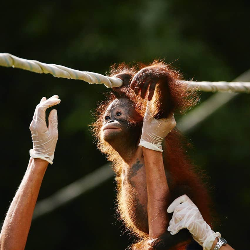 柏倉陽介さんのインスタグラム写真 - (柏倉陽介Instagram)「“Scared of a Rope“ Orangutans are not innately good with heights from birth. Unlike babies in the wild that quickly get used to moving from tree to tree securely holding onto their mother's back, the orphans who have not had this experience get scared even at heights of 1.5m. The staff get the orphans to hold onto a rope and slowly get them accustomed to heights. 📖 『ロープを怖がる姿』 オランウータンは生まれつき高い場所が得意なわけではない。母親の背中にしがみついて、当たり前のように木々を移動してきたオランウータンと違い、何も学べなかった孤児たちは1.5メートルの高さにも怯えてしまうのだ。スタッフたちは孤児の手にロープを握らせ、少しずつ慣れさせていく。 📷 @yosuke_kashiwakura #自然 #写真 #動物 #カメラ #環境 #natgeo #wildlife #orangutan #endangeredspecies #photography #discoverearth #environment @natgeoyourshot #natgeoyourshot #yourshotphotographer」5月31日 18時04分 - yosuke_kashiwakura