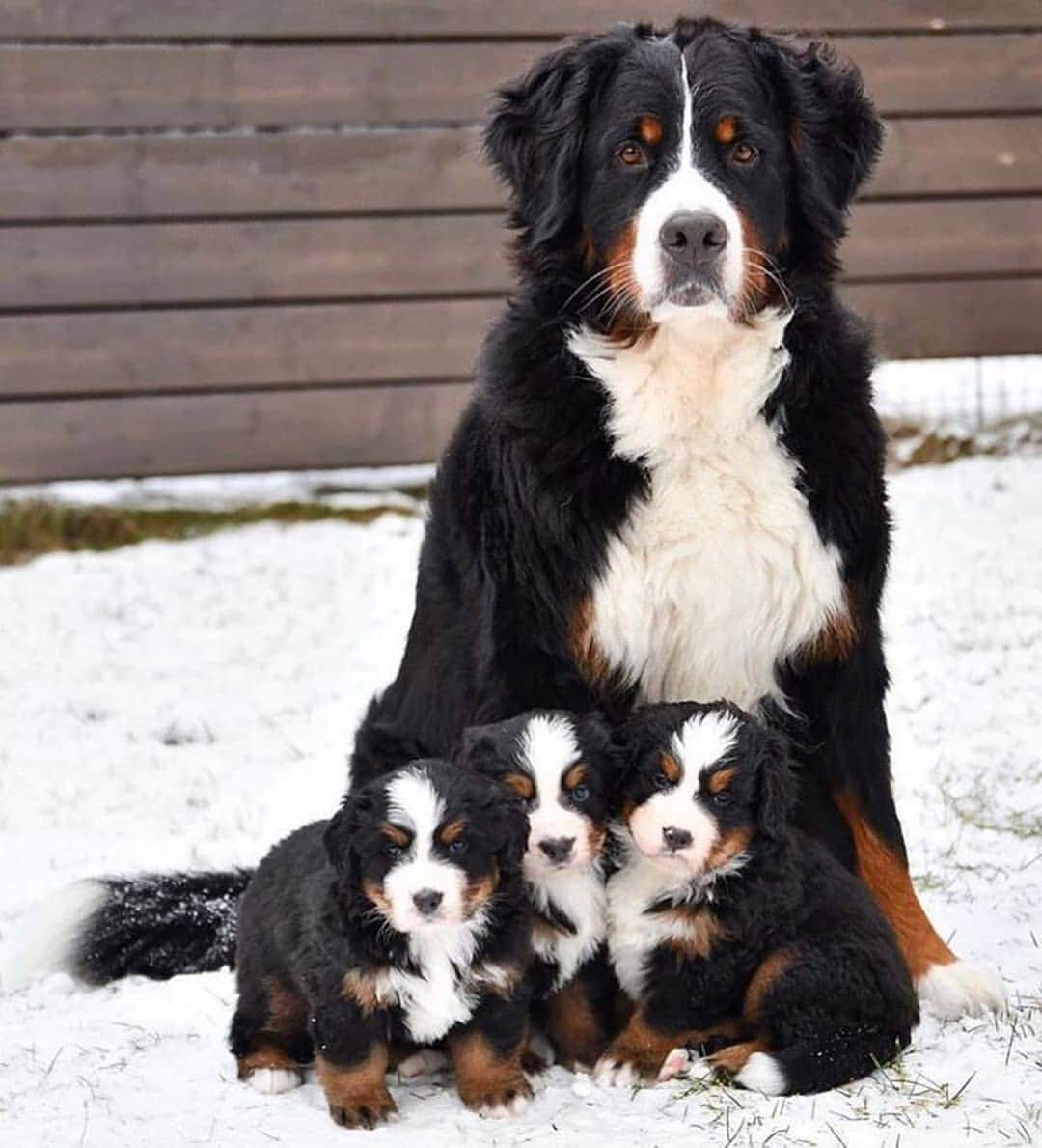 Cute baby animal videos picsのインスタグラム