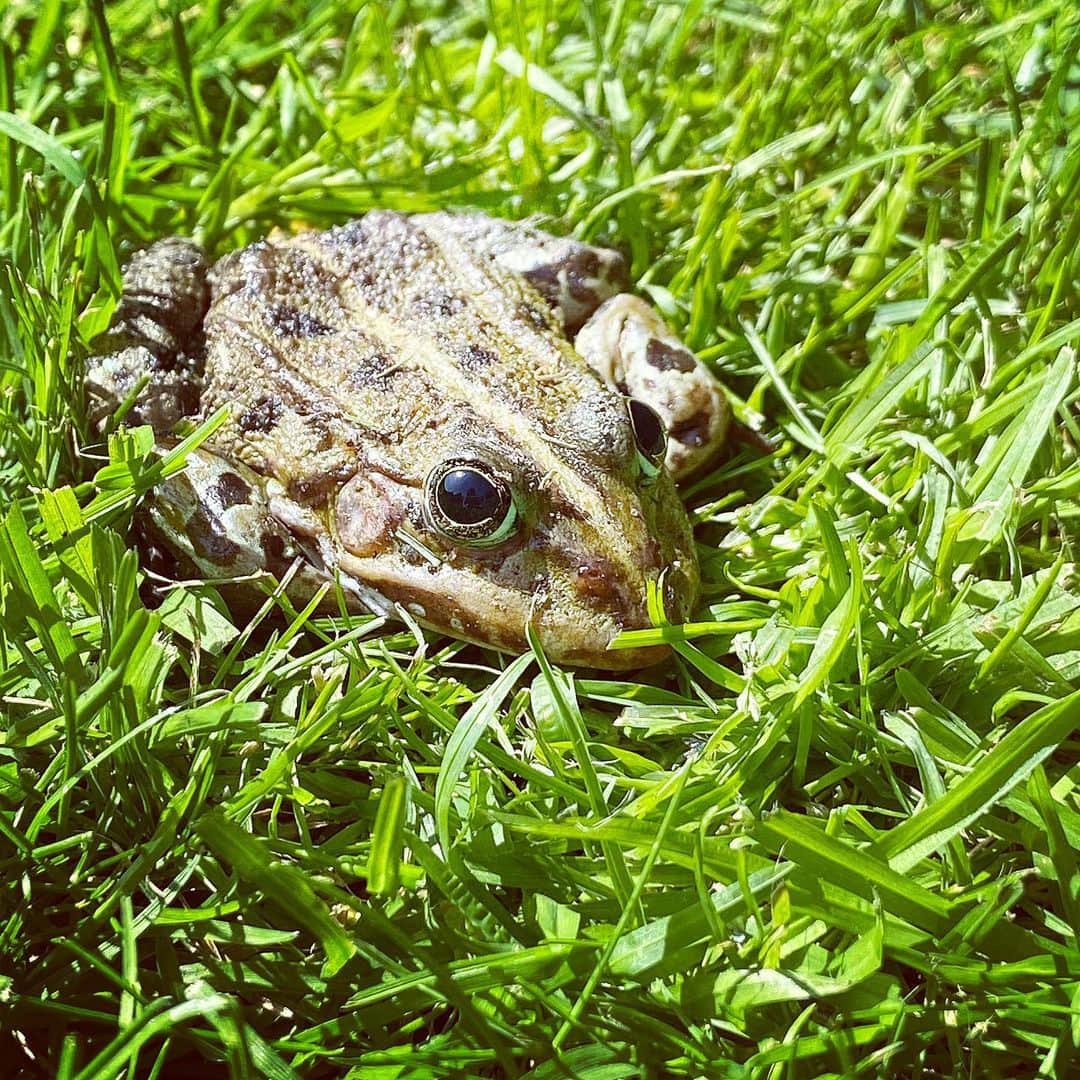 ヴェラ・ファン・ポールのインスタグラム：「🐸」