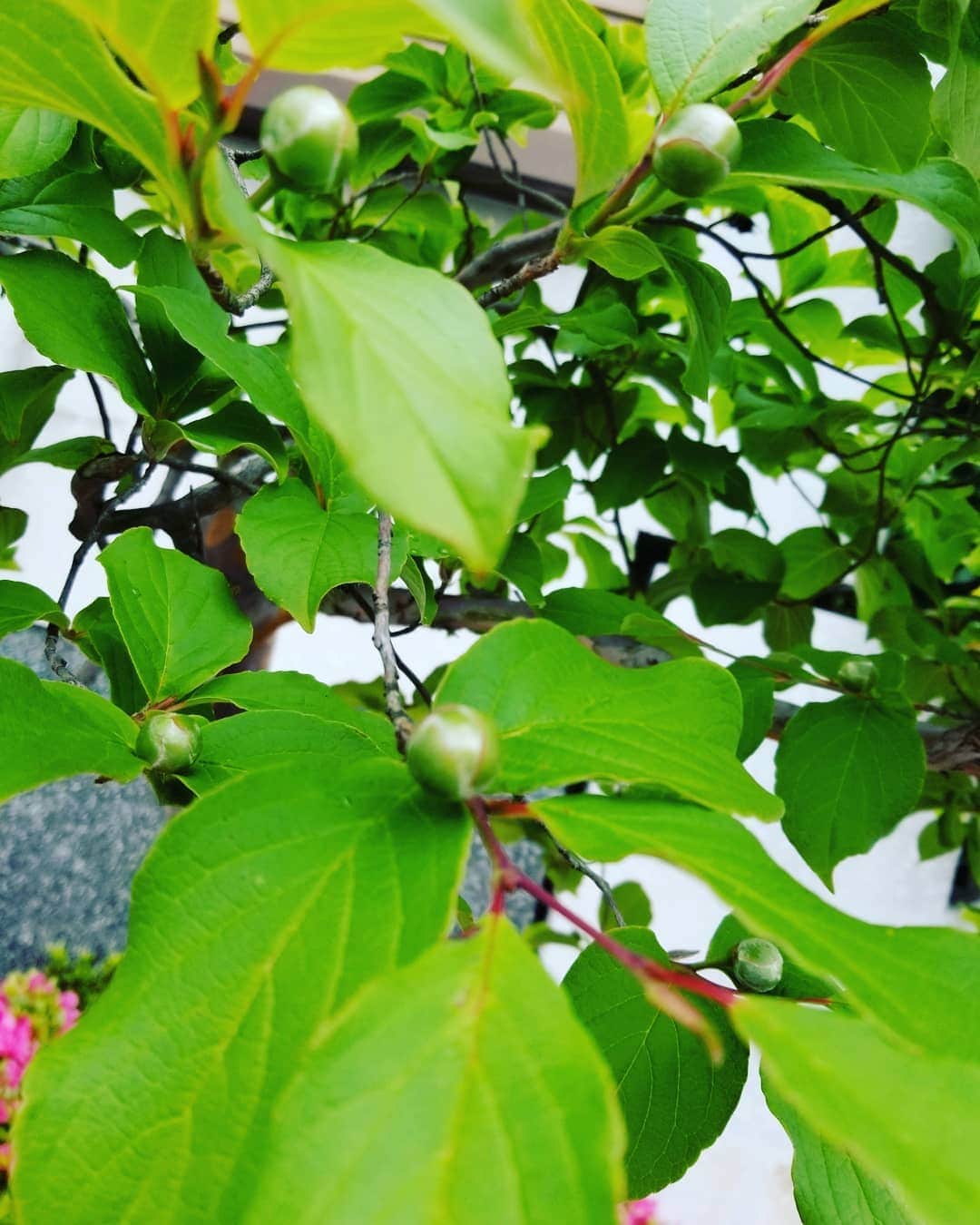 のインスタグラム：「まだ固いつぼみ…どんなお花が咲くのかな。」