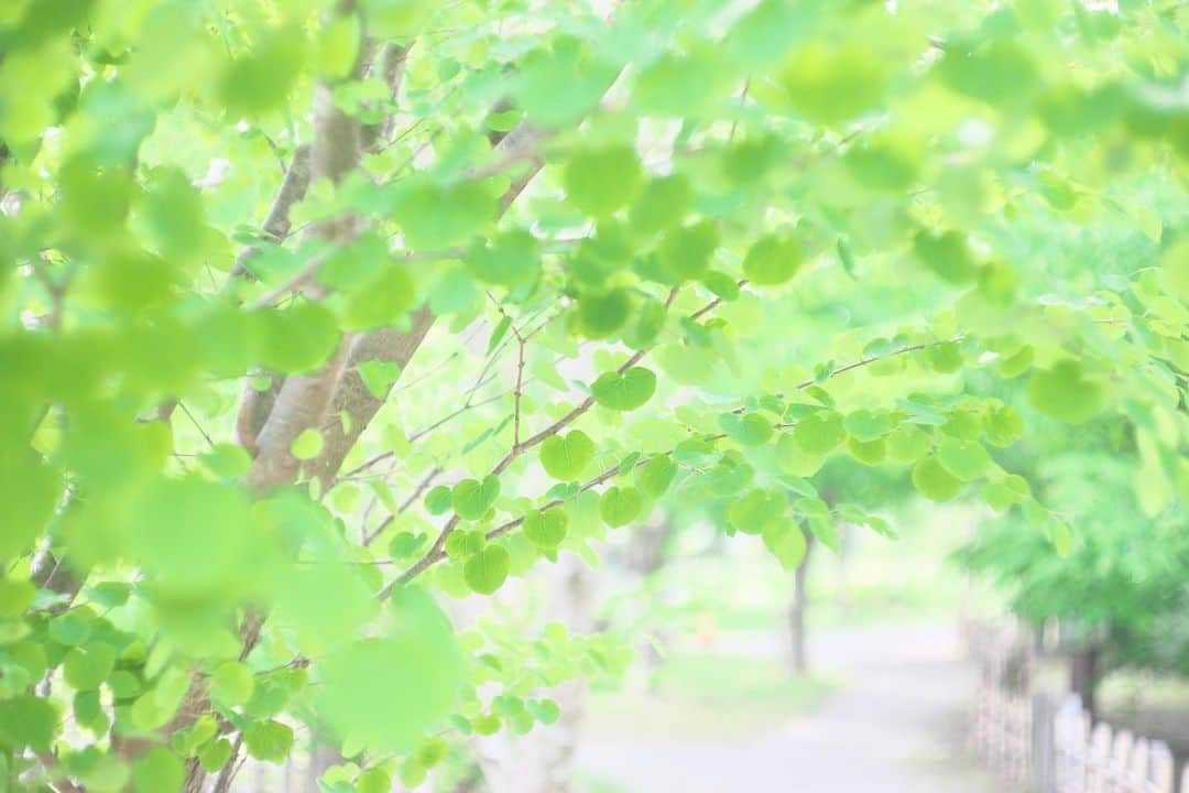 kiccyomuのインスタグラム：「☁️ 2020.05.31 Sun 昨日のお写ん歩… たくさんのハート💚 天気も良くて… 爽やかな新緑にも会えました😊 来週から6月… 紫陽花にも会いたいですネ〜 * #一日も早く平穏な日が訪れますように 🙏 来週も元気に🤗 * location #千葉 📷撮影 2020年05月」