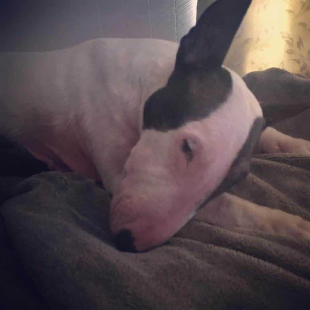 Q太郎さんのインスタグラム写真 - (Q太郎Instagram)「#minituru#bull#terrier#minibullterrier#miniturubullterrier#dog#dogstagram#cute#qtaro#love#family#ミニチュア#ブルテリア#ミニチュアブルテリア#Q太郎」5月31日 19時02分 - qtaro.jun
