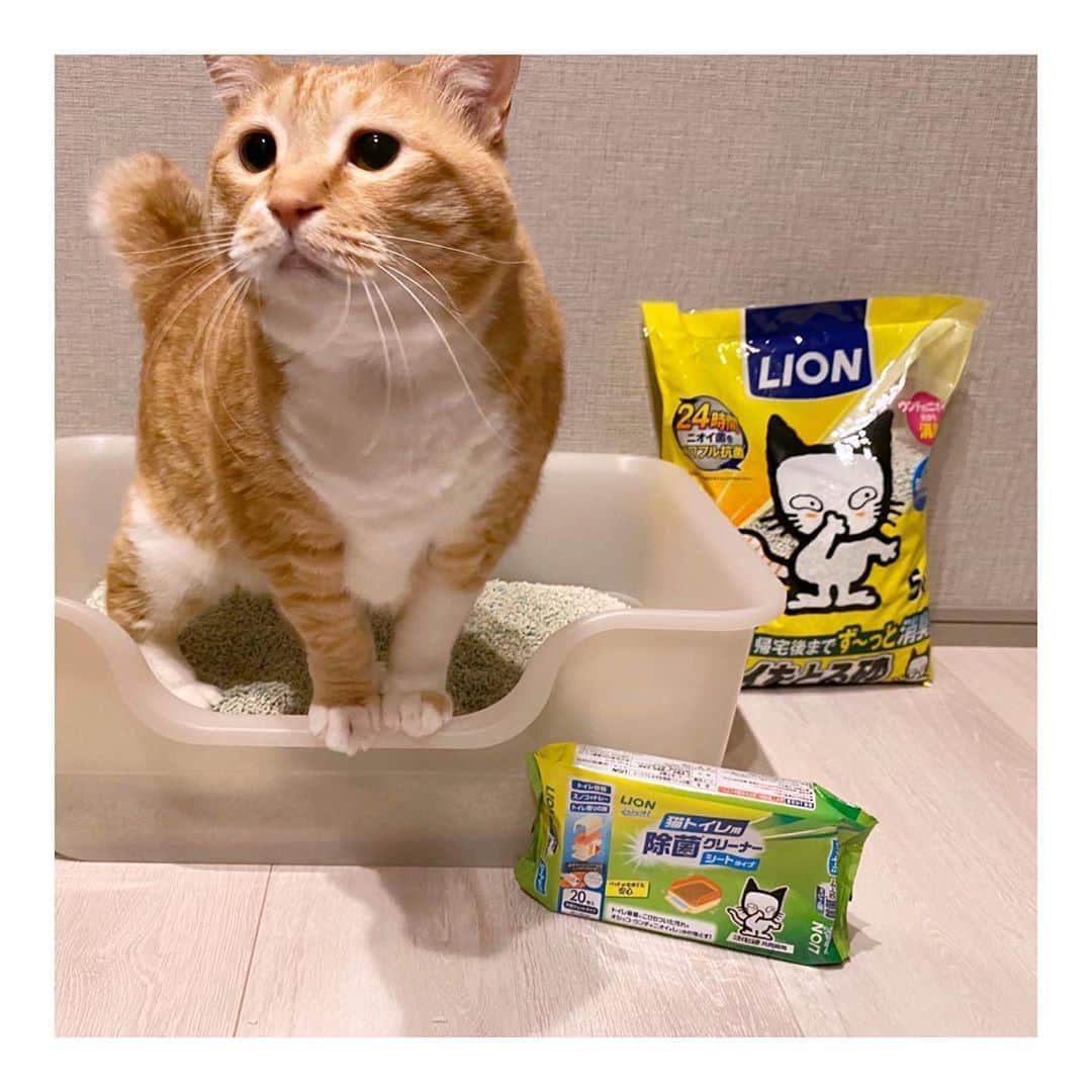 ぐっぴーさんのインスタグラム写真 - (ぐっぴーInstagram)「【おトイレモニター】 4月にライオン商事さま( @lion_pet_cat )からご提供いただいた「獣医師開発猫トイレ」のお話。 ・ 先日、初めて猫トイレ用のクリーナーを使ってこのおトイレの掃除をしました。 ・ 人間のクリーナーだとアルコールとか気になるので今までお風呂で丸洗い(とても大変)だったのですが…コレ、超楽。 ・ 猫トイレ掃除にお悩みの方、試してみる価値ありありです。 ・ ・ #PR #獣医師開発猫トイレ　#ねこ #猫  #ニオイをとる砂　#にゃんすたぐらむ 　#獣医師開発  #猫トイレ用除菌クリーナー　#全量交換  #シュシュット　#lionpet #lionpetcat　 #ライオンペット」5月31日 19時05分 - gupitaro