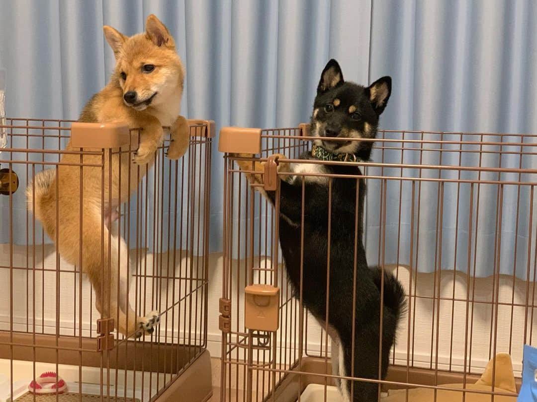 環奈（長沢菜々香の飼い犬）のインスタグラム：「ただいまの瞬間 . . .  #豆柴#柴犬#日本犬#黒柴#黒豆柴#まめしば#しばいぬ#しば#しばすたぐらむ #こいぬ #柴  #ここ柴部#柴子犬 #shibalove #mameshiba #kuroshiba #shibainu #shiba #shibadog #shibastagram #shibastyle#なーこ#長沢菜々香」