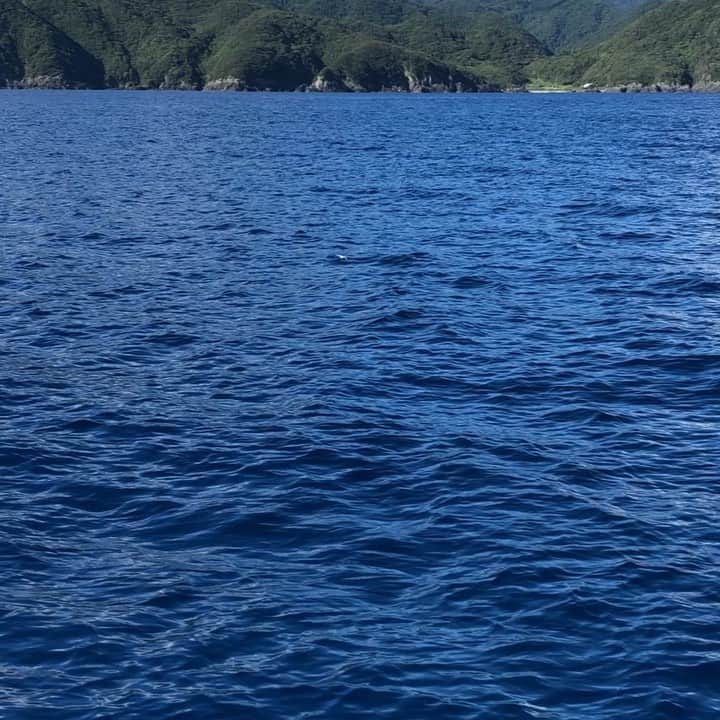 前原竜二のインスタグラム：「・ 屋久島の海で見たトビウオ。 どこにいるかわかりますか？ #ktstv #屋久島 #トビウオ #屋久島自然」