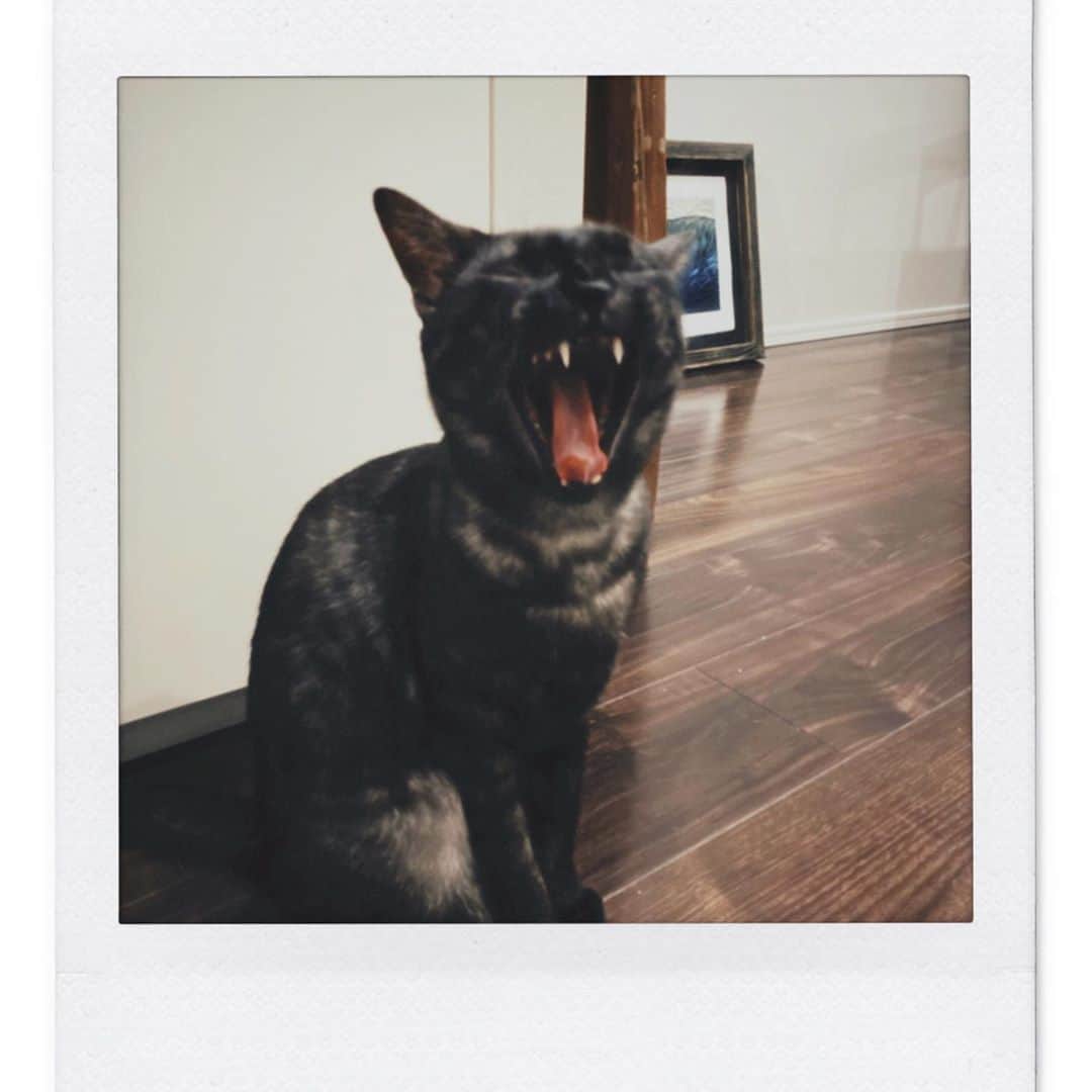 川上洋平さんのインスタグラム写真 - (川上洋平Instagram)「cat life.  #soylatte」5月31日 19時29分 - yoohei_alexandros