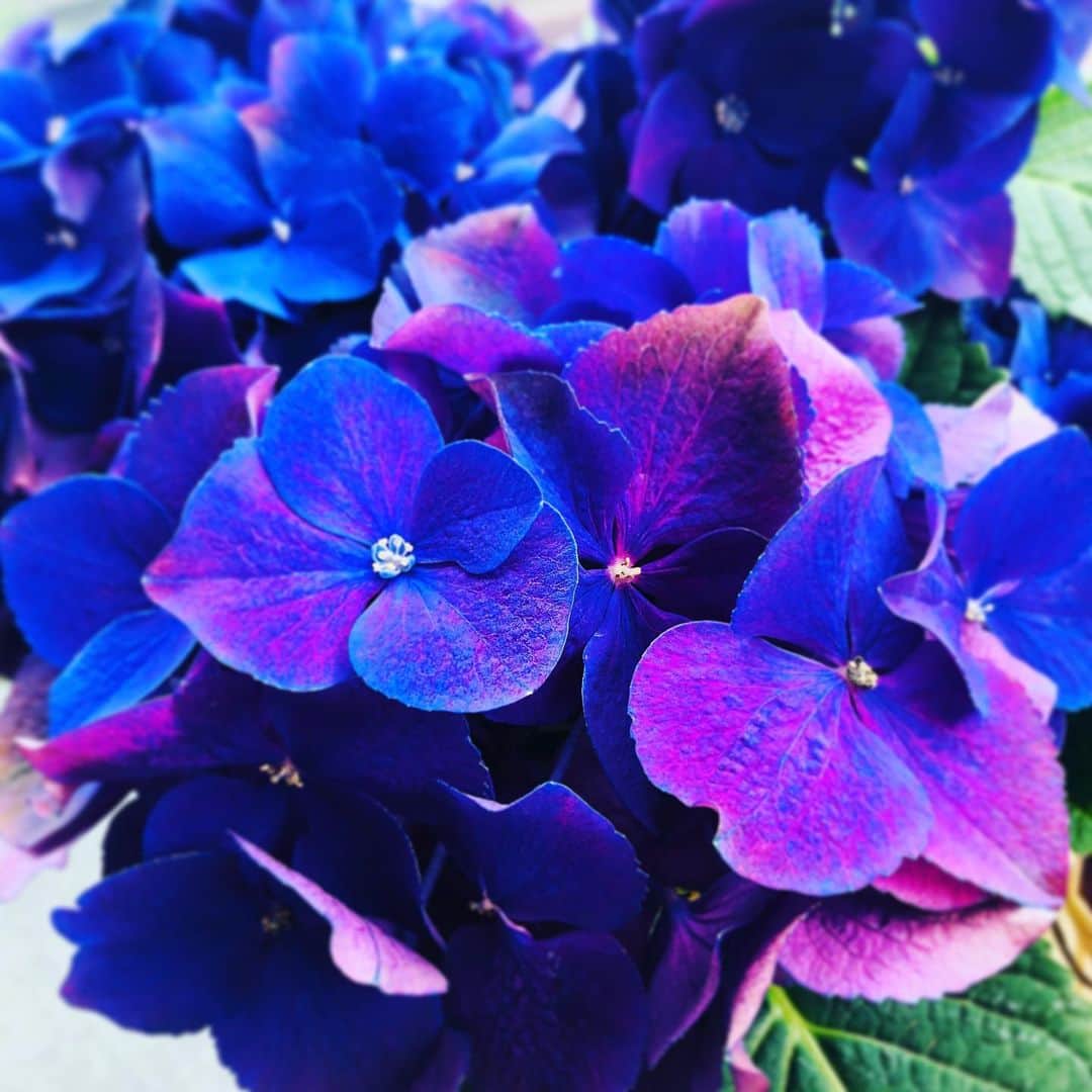 リンさんのインスタグラム写真 - (リンInstagram)「#祝い花 #紫陽花 #青紫 #綺麗 #お花のある暮らし」5月31日 19時45分 - lynn.06.01