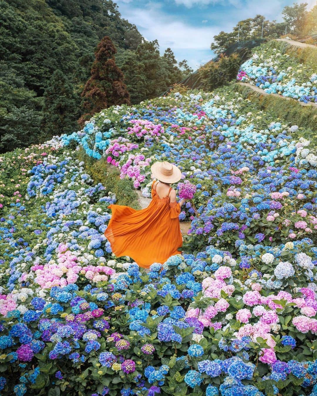 樂さんのインスタグラム写真 - (樂Instagram)「台北。竹子湖大梯田繡球花💙💜 超級滿的繡球花田就是這裡，梯田式的繡球花田，層層疊疊拍起來真的太美🥺 目前花況還沒到滿開，接下來一週會是花況最滿最美的時候🔥🔥🔥 快點收藏起來，衝一波了！！！ Tag朋友一起來拍繡球花吧📷 With / @_allaboutlucylin_  @frankucc」5月31日 19時59分 - ygt1016