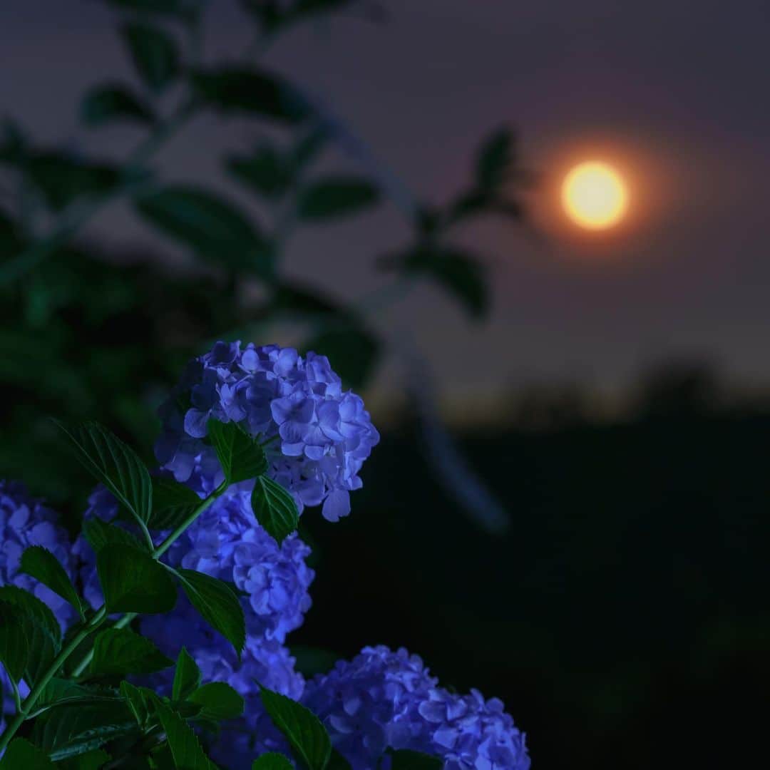 KAGAYAさんのインスタグラム写真 - (KAGAYAInstagram)「6月のお勧め天文現象 ▶6/1-7 宵に宇宙ステーションが見える ▶6/6早朝 満月 ▶6/8 月と木星が近づいて見える ▶6/21 部分日食（日食グラスで） 写真は2017年に撮影した紫陽花と居待月です。 #星空」5月31日 20時23分 - kagaya11949