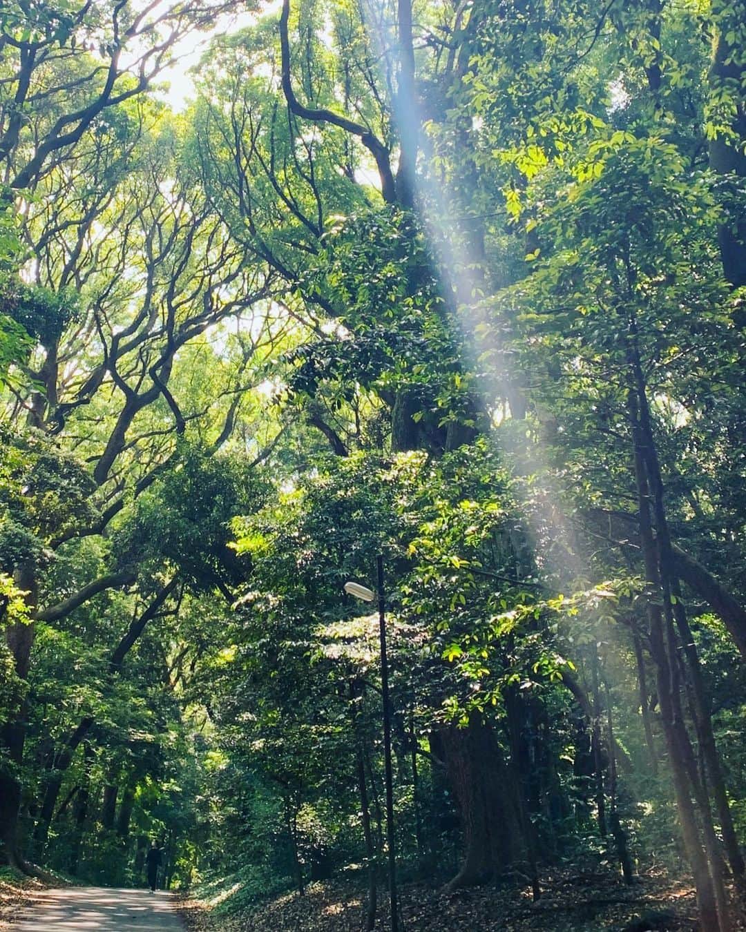 いかりさとみさんのインスタグラム写真 - (いかりさとみInstagram)「. #東京で一番好きな場所 に行ってきました！  芝生を歩く亀 キビタキのさえずり 木漏れ日 何だかわからないけど、大きなキノコ ああ やっぱり好きな場所  キビタキの鳴き声は 隣で観察してた人が教えてくれたのだけれど 少しの会話だったのに、入ってきた情報量がすごかった。あの人は鳥の専門家だったのかな….. 本物も見てみたいな🐧黄色でかわいらしいね  #野鳥 #キビタキ#バードウォッチング #亀 #大きなキノコ」5月31日 20時24分 - satomi_ikari