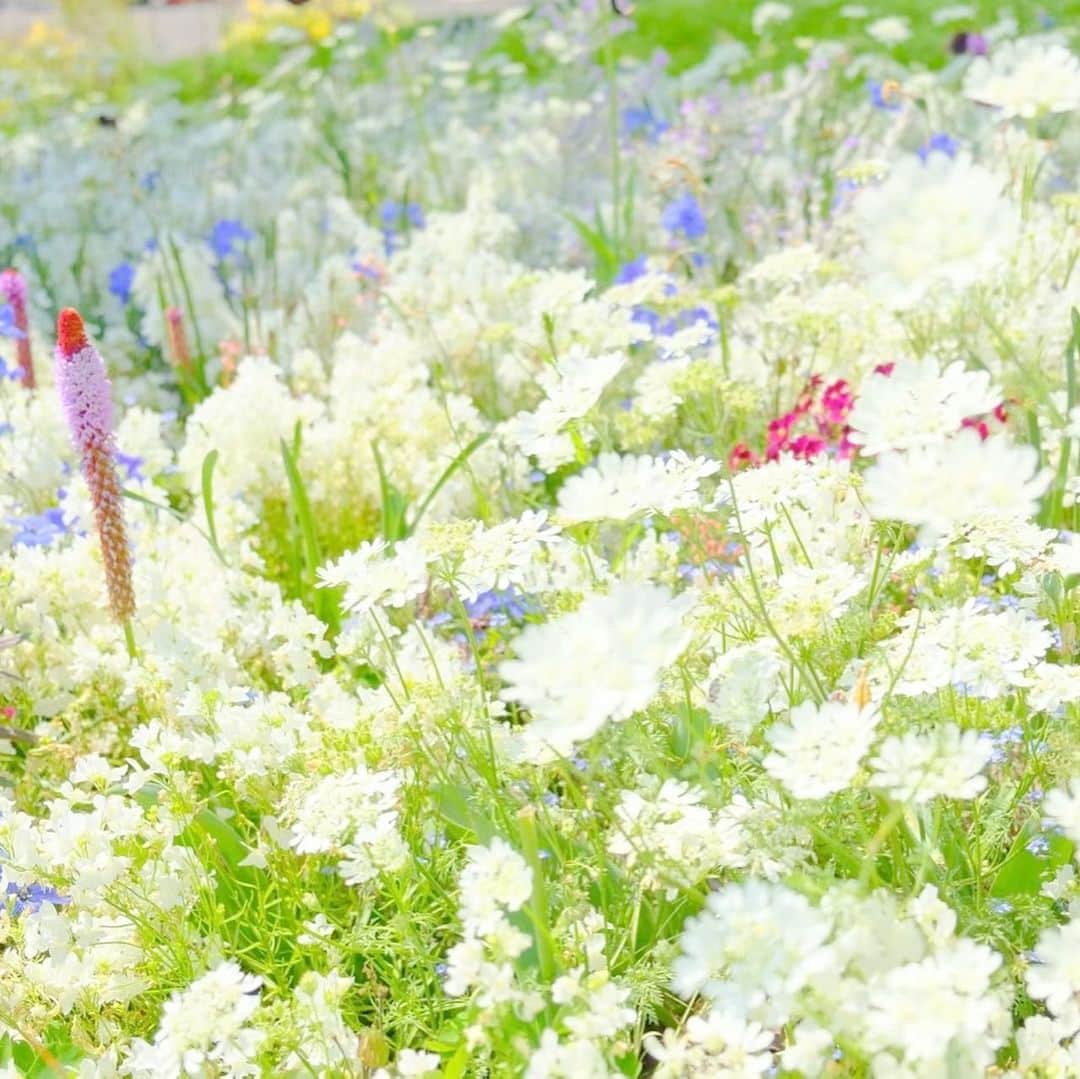 minsayuさんのインスタグラム写真 - (minsayuInstagram)「* あっという間にさつきちゃん5月もおしまい🎏🌿 今年見ることが出来なかった 春のお花たち、集合💐🌼 来年こそたくさん愛でさせておくれミスターオクレ👓」5月31日 20時27分 - minsayu
