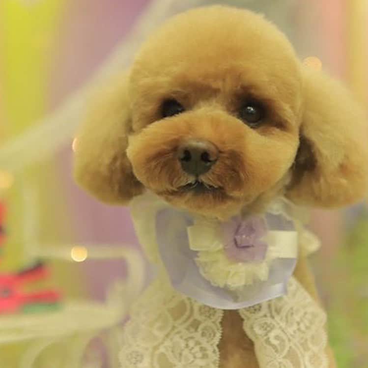 keikobun34さんのインスタグラム写真 - (keikobun34Instagram)「・ ・ ･.｡*･.｡* May･.｡*･.｡* ・  @leibun53 ・ ♡Lei レイ♡ ・ ・ サマーカット‪✂︎‬ 眠くて仕方なかったみたいZzz… ・  #トリミング#もふもふ#モフモフのお友達 #トイプードル#toypoodle #プードル#poodle#犬#dog#kaumo_pet#dogstagram#poodle_feature #instadog#toypoodlegram#welovetoypoodle #picsofdogmodels#poodlesofinstagram #poodles #poodlelove#dogsofinstagram #doglover  #dogoftheday」5月31日 20時35分 - keikobun34