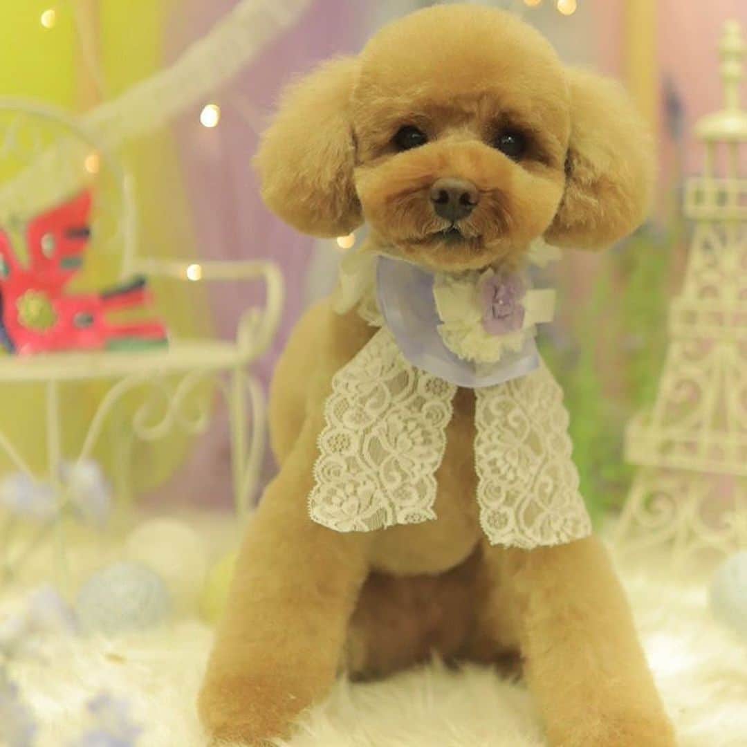 keikobun34さんのインスタグラム写真 - (keikobun34Instagram)「・ ・ ･.｡*･.｡* May･.｡*･.｡* ・  @leibun53 ・ ♡Lei レイ♡ ・ ・ サマーカット‪✂︎‬ 眠くて仕方なかったみたいZzz… ・  #トリミング#もふもふ#モフモフのお友達 #トイプードル#toypoodle #プードル#poodle#犬#dog#kaumo_pet#dogstagram#poodle_feature #instadog#toypoodlegram#welovetoypoodle #picsofdogmodels#poodlesofinstagram #poodles #poodlelove#dogsofinstagram #doglover  #dogoftheday」5月31日 20時35分 - keikobun34