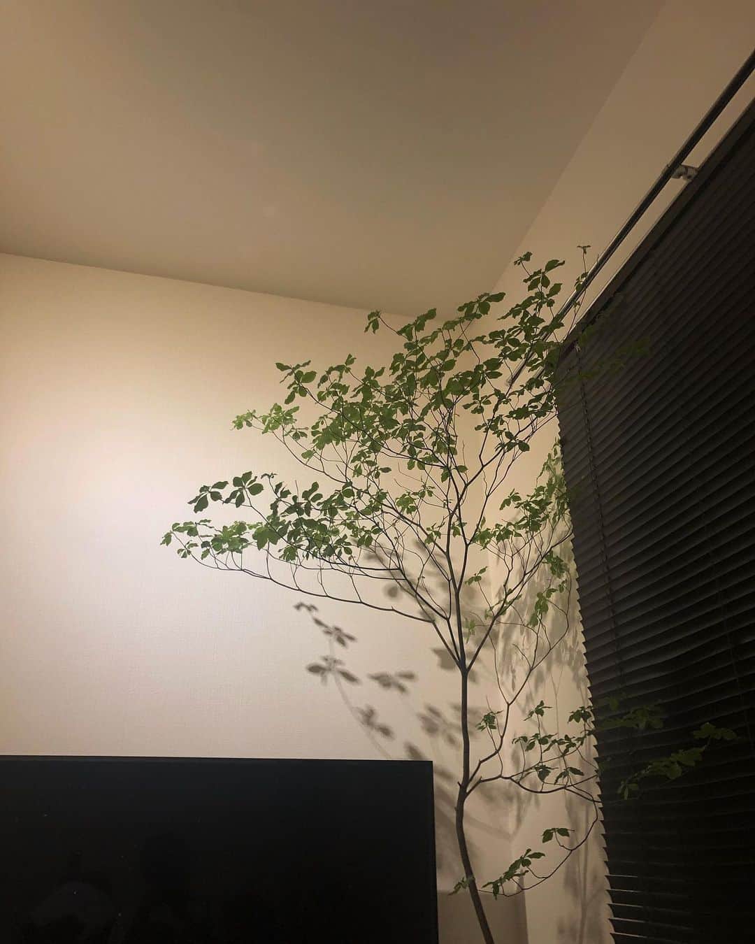 我妻佑磨のインスタグラム：「新入り🎍 #room #interior #観葉植物 #ドウタンツツジ」