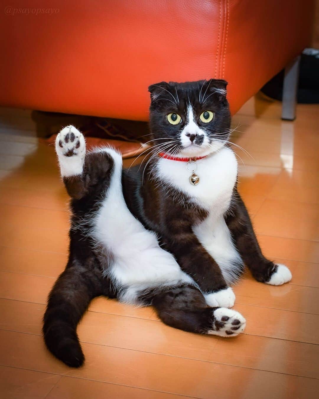 ❤?❤❤❤ Sayo ??❤?❤️❤️❤️のインスタグラム：「★ Happy Sunday ★. . Let’s dance 💃. I'm getting out of shape. Time to start exercising! . . 運動不足で身体なまりまくり〜😩　. 以前ポストしたダンスモモデータを再レタッチ！興味有る方は見比べて見てね😘皆様素敵な日曜日を✨✨. . . 😺  #weeklyfluff  #pets_perfection  #pets_of_our_world  #igersjp  #paw_smile_pictures #balousfriends #catstocker #nc_cuties #raw_pets #nekoclub #NECOくらぶ #jaw_dropping_shots #bestphoto_japan #IG_JAPAN #petoftoday  #PETS_iLLife  #catsofinstagram #みんねこ #猫とおうち時間  #ペットの笑顔はおうちの中から  #ロシアンブルー #ねこ #cat  #いぬすたねこすたグランプリ  #リラックスmiawmiaw2020夏  #ハートワン動物病院きゅんきゅんフォトコンテスト」