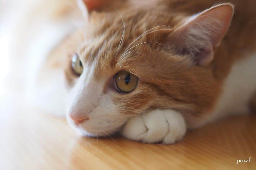 anemone_69のインスタグラム：「🐾 . #ハカセとキョウジュ #茶トラ白 #茶白 #cat #猫 #保護猫 . . .」