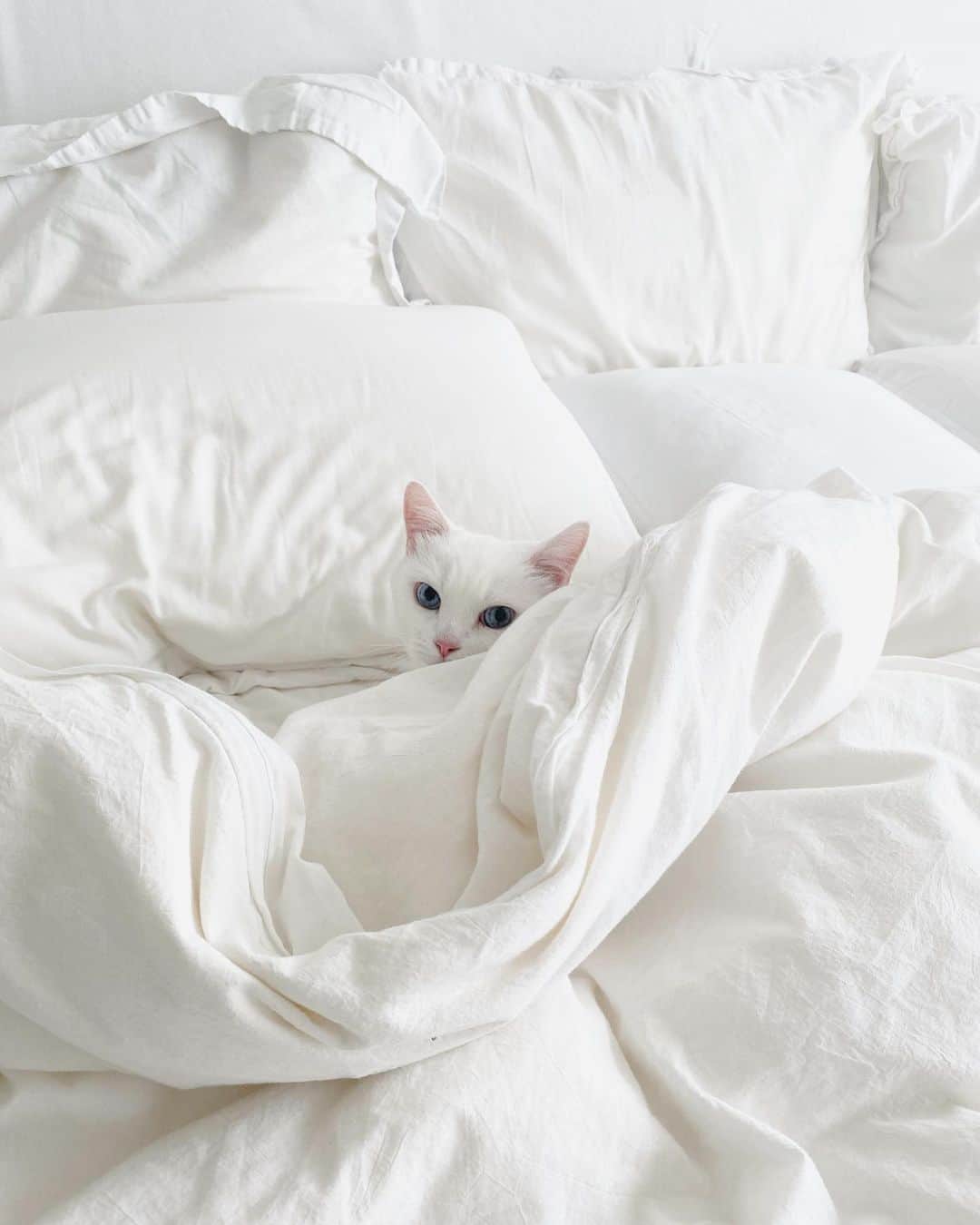 ダニョ（鈴木えみ）さんのインスタグラム写真 - (ダニョ（鈴木えみ）Instagram)「🤍 #danyo #danyocawaii #munchkin #whitecat #catstagram #catlovers」5月31日 21時08分 - danyostagram