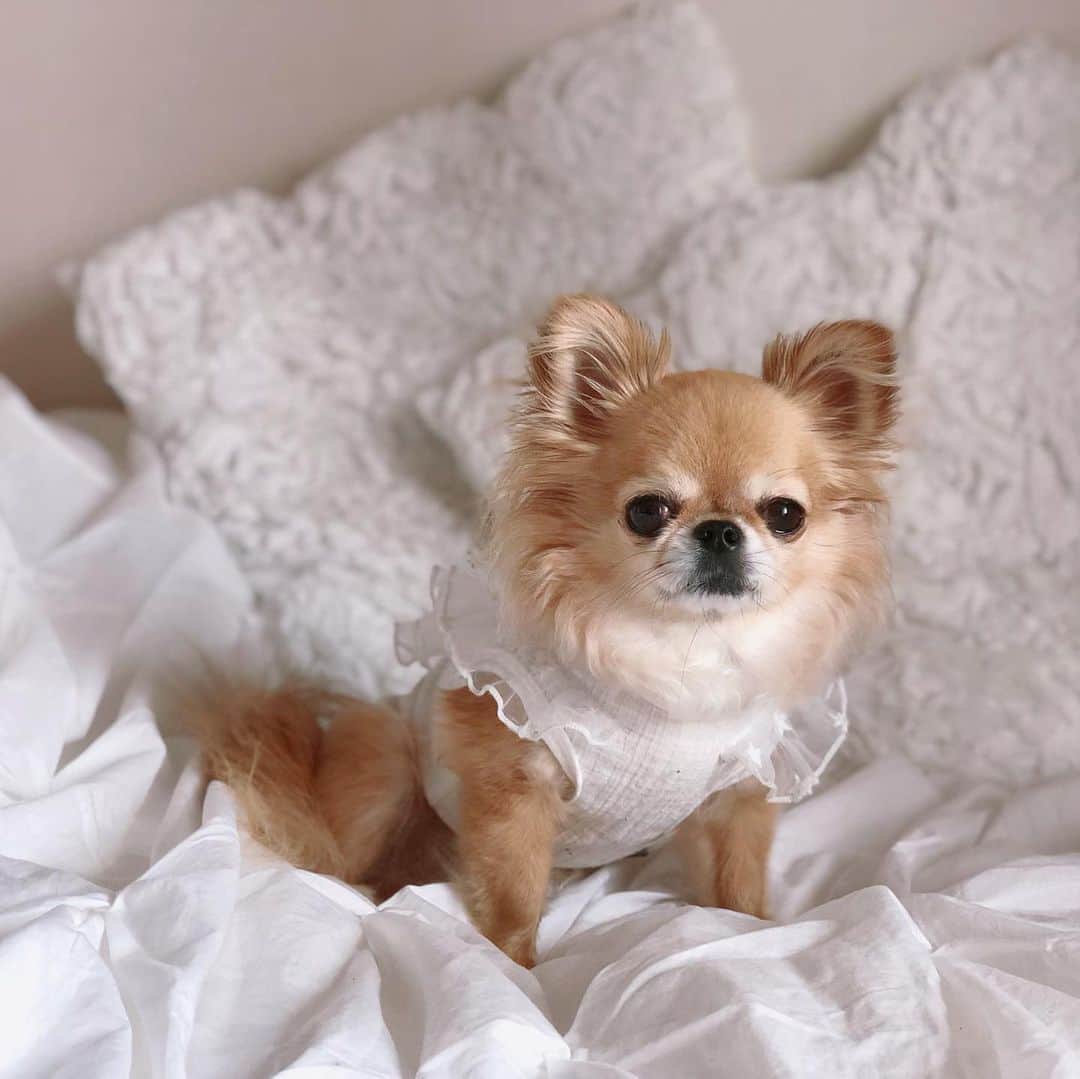 のインスタグラム：「* * 天使かな🤍🐶🤍 * 自粛期間中、私も子どもたちもどれだけベルに癒されて笑顔になれたことか🥺❤️ * いつもありがとう💗 * 息子は明日から、娘は明後日から学校です🏫 * #チワワ #chihuahua #chihuahualove #愛犬 #チワワ部 #犬のいる暮らし #チワワのいる暮らし #おうち時間 #stayhome」