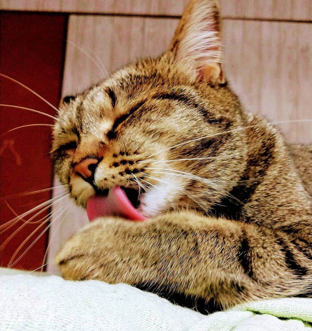 高口里純さんのインスタグラム写真 - (高口里純Instagram)「無心😺  #猫#きじとら猫 #ねこすたぐらむ #にゃんすたぐらむ  #cat#catstagram #pet」5月31日 21時37分 - takaguchijay