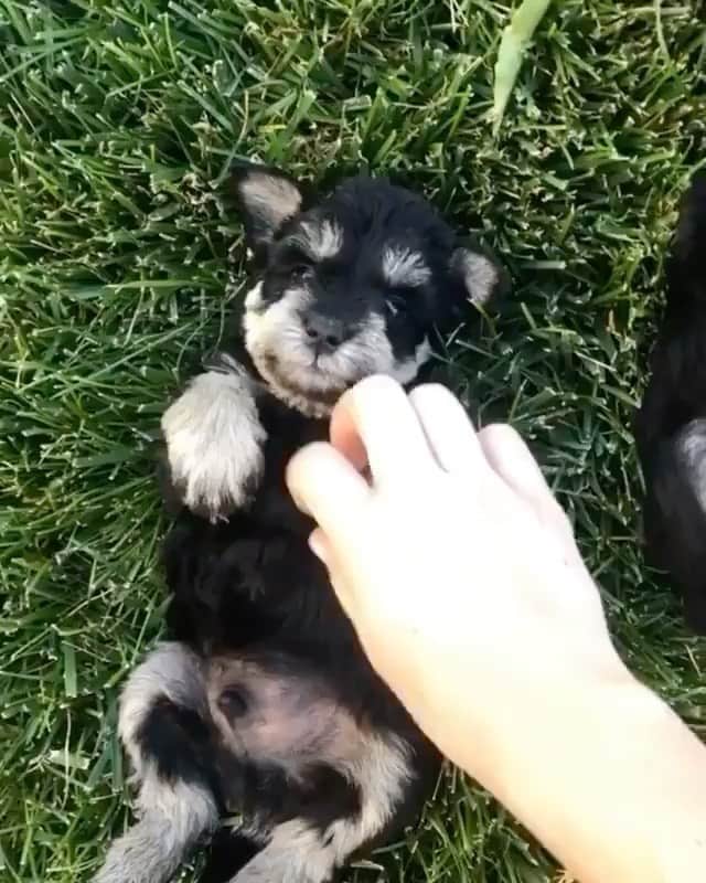 The Critter Havenのインスタグラム：「Lining up for tummy rubs  Video by @wolkischnauzers #TheCritterHaven」