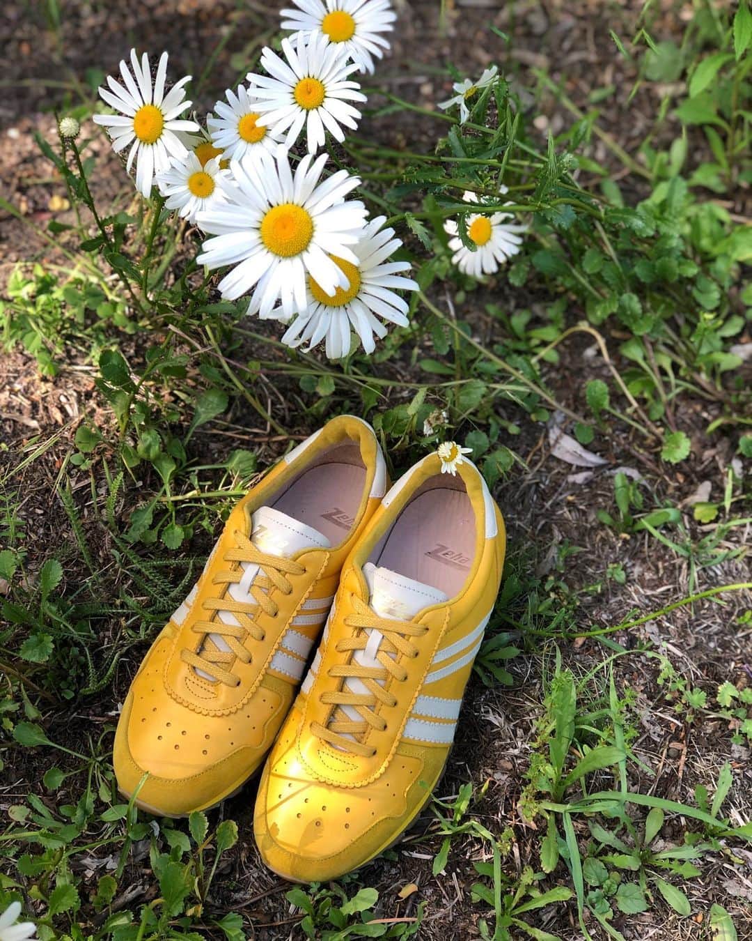 ツェハのインスタグラム