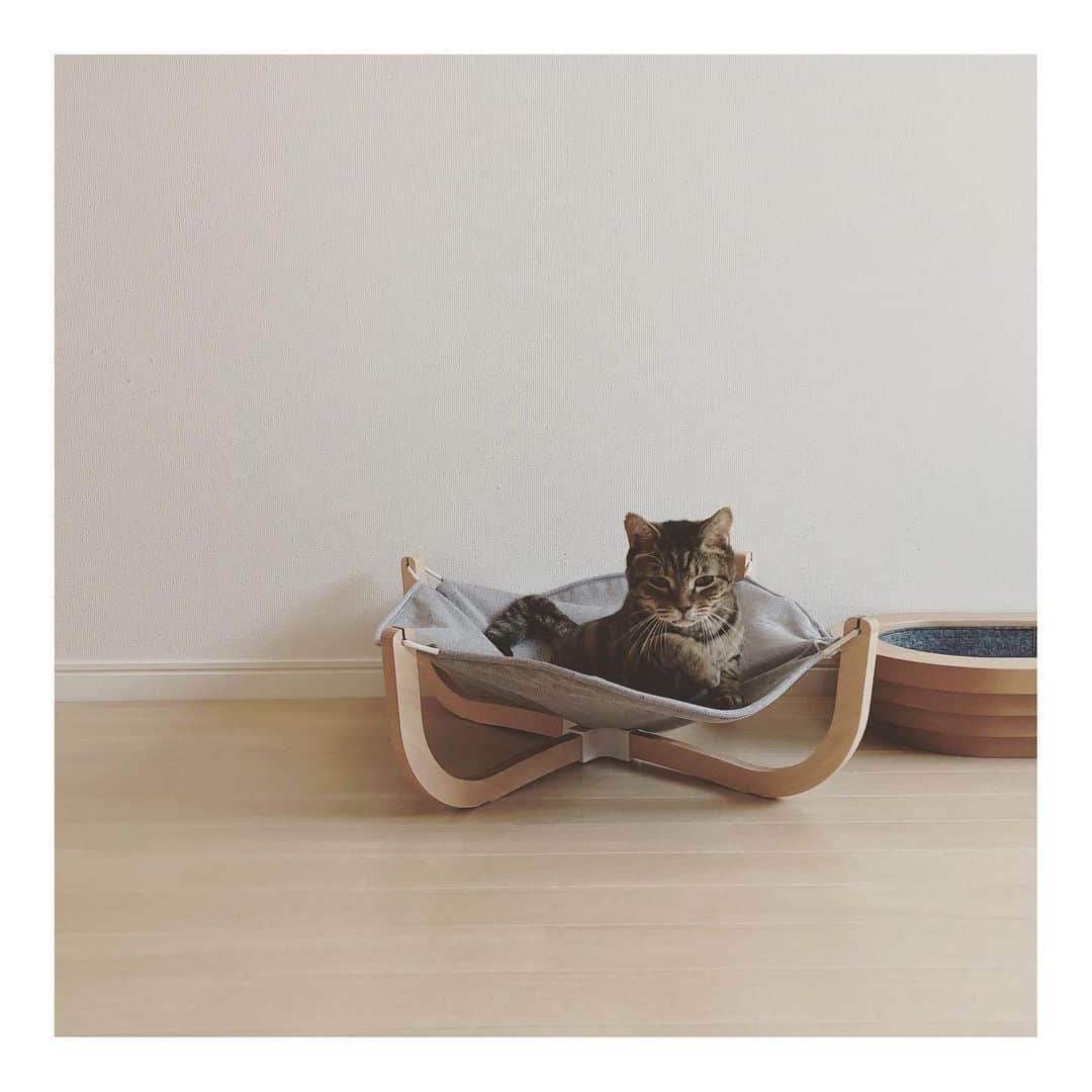 こむぎのインスタグラム：「* くじらコレクション✨ どのくじらが好きですか？🤗 ・ くじらファンの方へ朗報です！なんとくじらくん里親希望者さんが現れてトライアル決まりましたー😭😭😭 ただし6/12に残りの歯(下の奥歯)を抜歯手術をする予定があり、手術後はしばらく我が家で様子見になるのでまだ日程が決まっておらず、ゆっくりトライアルスタートのタイミングをみていく予定です🤗 つぶらすぎる瞳に、ふくふくマズル、まだ3歳前後でありながらもどこかおじいちゃんのようにも見えるくじらくん🐳 1月下旬からてなちゃんと一緒に崩壊現場を脱出して我が家へやってきました😭 嬉しいような寂しいような、やっぱり嬉しい！！🤗✨ あと1ヶ月ほど我が家でゆっくりして、のんびり出発しようね😊 ・ そしてくじらの里親希望の方が、なんと！しおくんの預かりもしてくださることになりました😭✨ 写真の最後はしおくんです🤗 しおくんはまだ現場にいて、おしっこの出が悪いため本当は現場ではなく普通のお家でしっかりケアをしてあげたくてずっと里親さん預かりさんを募集していました😢 先にしおくんが現場からその方のお家へ行き、その後しおくんとくじらの様子を見ながらくじらのトライアルスタートになります😊 先住猫さんもいるお家の方なので、2匹とも一気にお家の子としてお迎えではなくゆっくり無理なく様子をみつつ進めさせていただけることにとっても安心です😭✨ 臨機応変に進めさせていただきますーー🙏🏻✨✨ ・ くじらは特に臼歯の全抜歯をしているため、サプリや場合によっては投薬も必要になってくる子なのですが、ケアしていただける方の元へ行けることは本当にありがたいです😭✨ くじら！幸せが見えてきたよ♡本当良かったね😭✨ ・ ちなみに現在我が家へは口のケアが必要な子たちを優先に現場から引き出してきているので、ぶどうくんとしゅうくんも同じく臼歯の全抜歯をした子、てなちゃんに関しては犬歯も含めた本当の全抜歯をしています。 日頃からサプリが必要と言ってもお口のケアはどんな子でもした方が良いので、これを機に先住猫ちゃんがいるお家の方は一緒にお口ケアをして健康維持をしてもらえたらなーなんて思っています🤗✨ 飲み水に入れるだけ、フードに混ぜるだけの簡単ケアならどなたでも続けられますもんね☺️✨ あとは日頃から食べるご飯の量が減っていないか、ヨダレが出たり口周りが汚れていないかなどをチェックしていただく感じになります😊 過酷な現場にいたせいで歯を失った子たちですが、カリカリも普通に食べれます。 この先ずっと安心して側で守ってくださる飼い主さんとの出会いをお待ちしておりますーー🙏🏻✨✨ #岐阜多頭崩壊レスキュー」