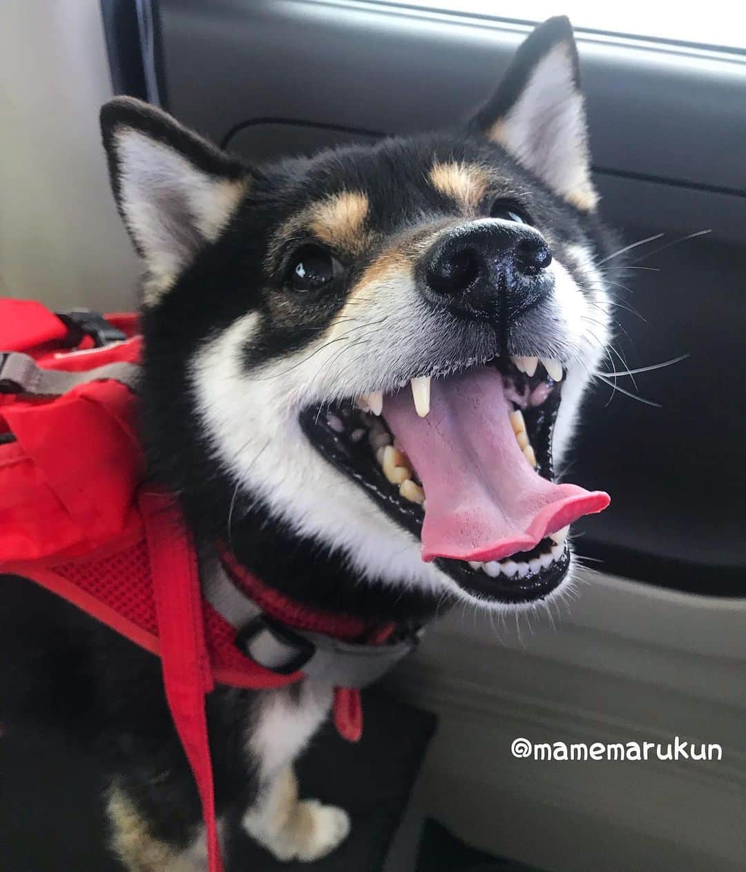 まめ丸のインスタグラム：「* * 病院にフィラリアのおくすり もらいにいったよ🐶 おいしいやつ💓 * I went to the doctor for a monthly heartworm pill🐶 * #おいしいやつもらいにいくの #病院いくのにニコニコ #まめスマイル ☺︎ * #柴犬#豆柴#柴#黒柴#犬#しばいぬ#いぬのきもち#shiba#shibainu#shibastagram#shibadog#puppylove#puppy#instadog#dogstagram#dog#pet#petstagram#adorable#cute#cutedog#worldofcutepets#dailyfluff#weeklyfluff」