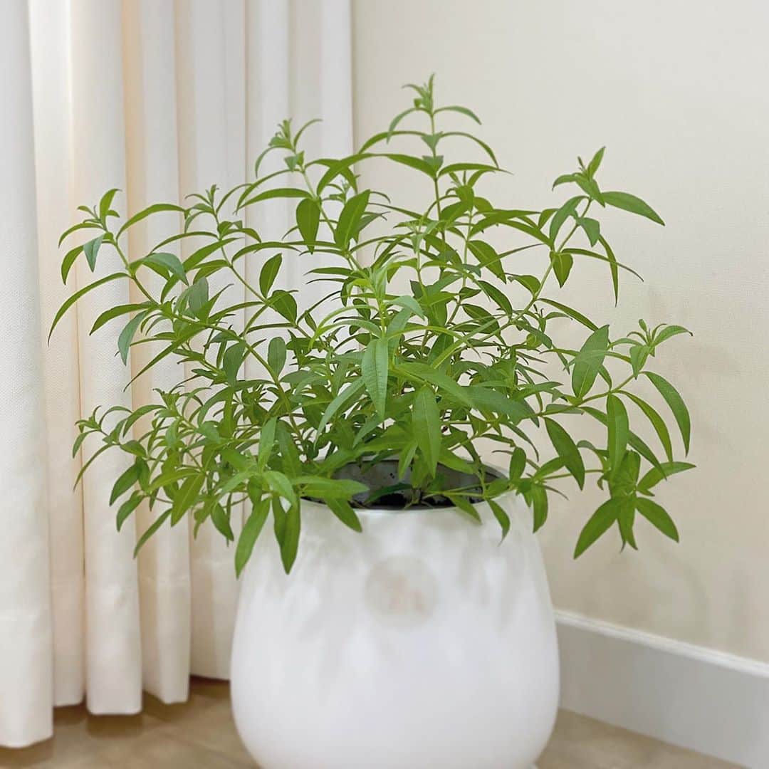 ウォン・ジナのインスタグラム：「새 가족🌿 LEMON VERBENA」