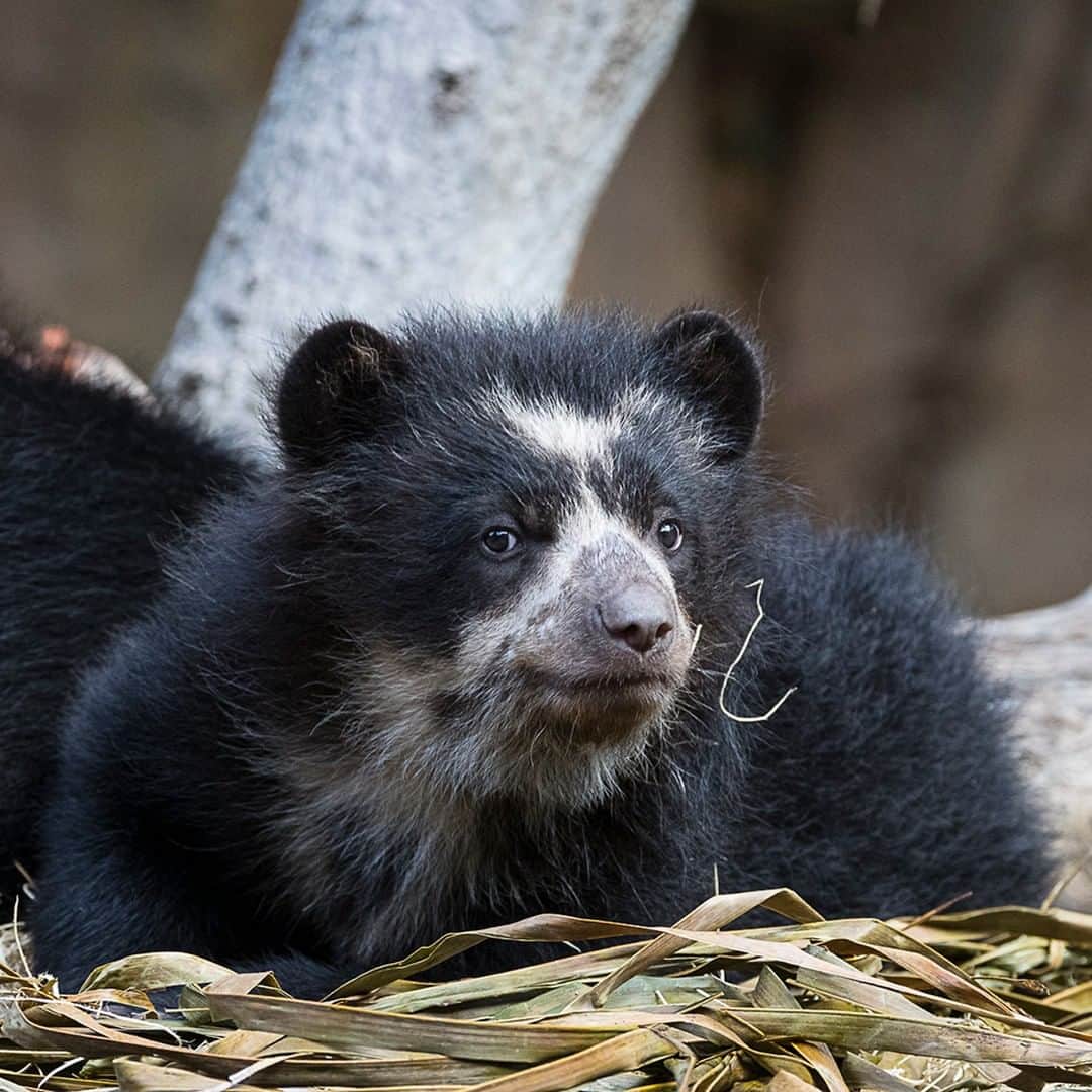San Diego Zooさんのインスタグラム写真 - (San Diego ZooInstagram)「Oh hey bear #Andeanbear #therealPaddington #sandiegozoo #bearycutepics」5月31日 23時00分 - sandiegozoo
