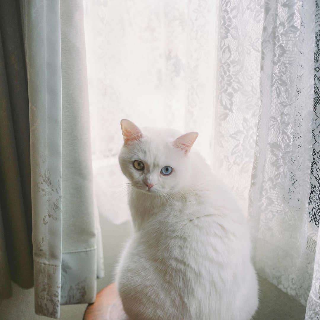 てふのインスタグラム