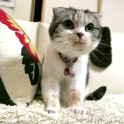 takegaeruのインスタグラム：「お口とんがりまりん😗 おやすみにゃさい🌛  #cat #scottishfold #猫 #スコティッシュフォールド #三毛スコ友の会」
