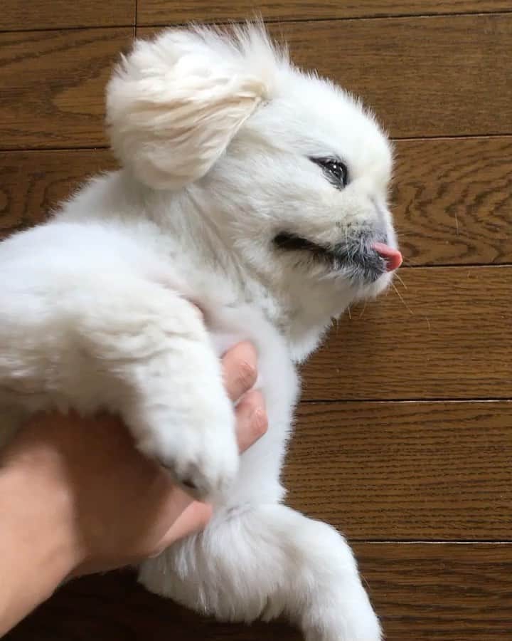 こなつのインスタグラム：「Good night もふもふ🤤🤤💛💕」