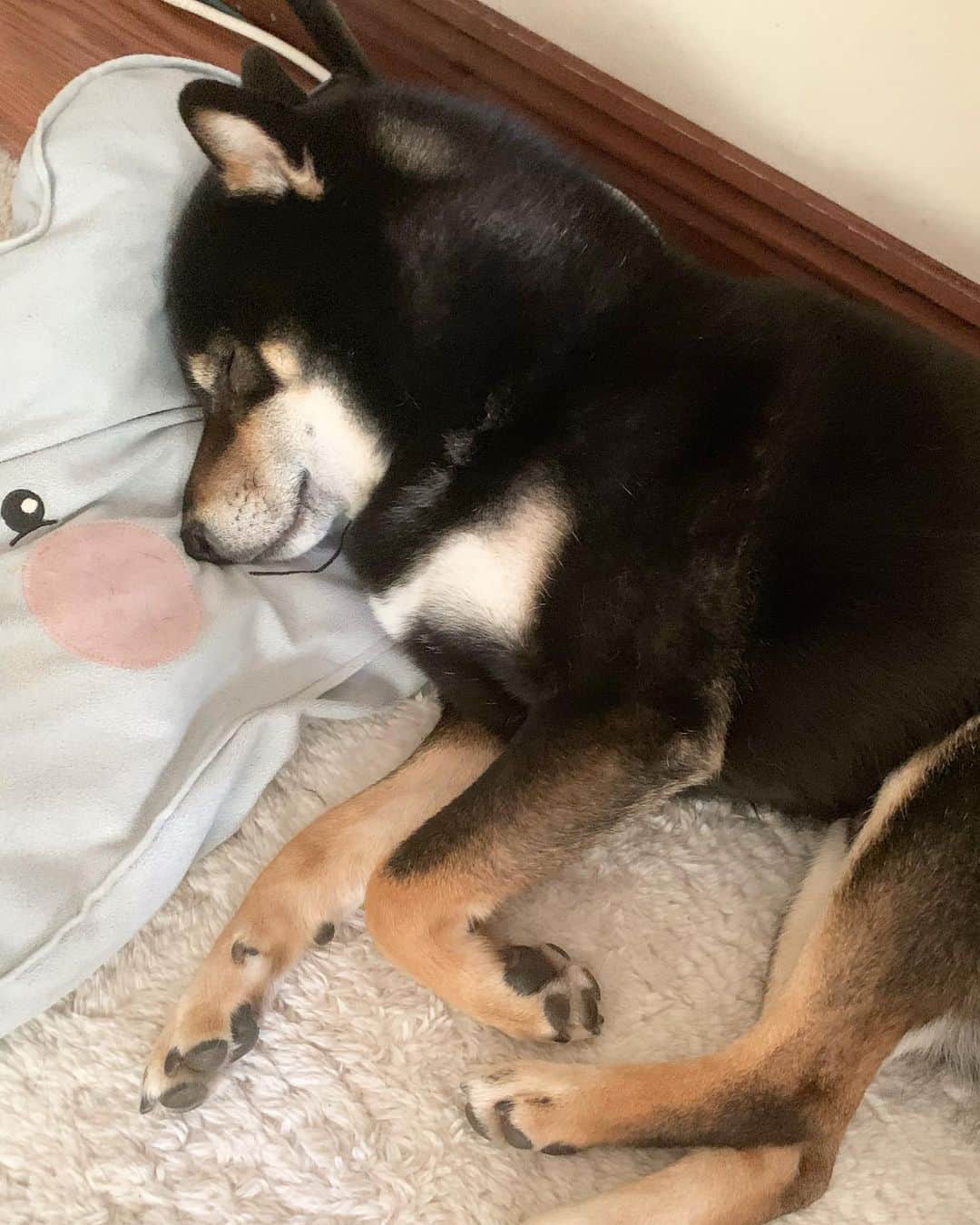 ?Fricko the Shiba Inu?のインスタグラム：「Always sleep so deep 😭😍Too cute😍😭 🐾 🐾 🐾 🐾 #Keaton #🐶 #shiba #shibainu #dog #柴犬 #黒柴 #子犬 #shibalovers #shibaholics #dogoftheday #dogslife #weeklyfluff  #dogstagram  #dogscorner #shibapuppy #puppiesofinstagram」