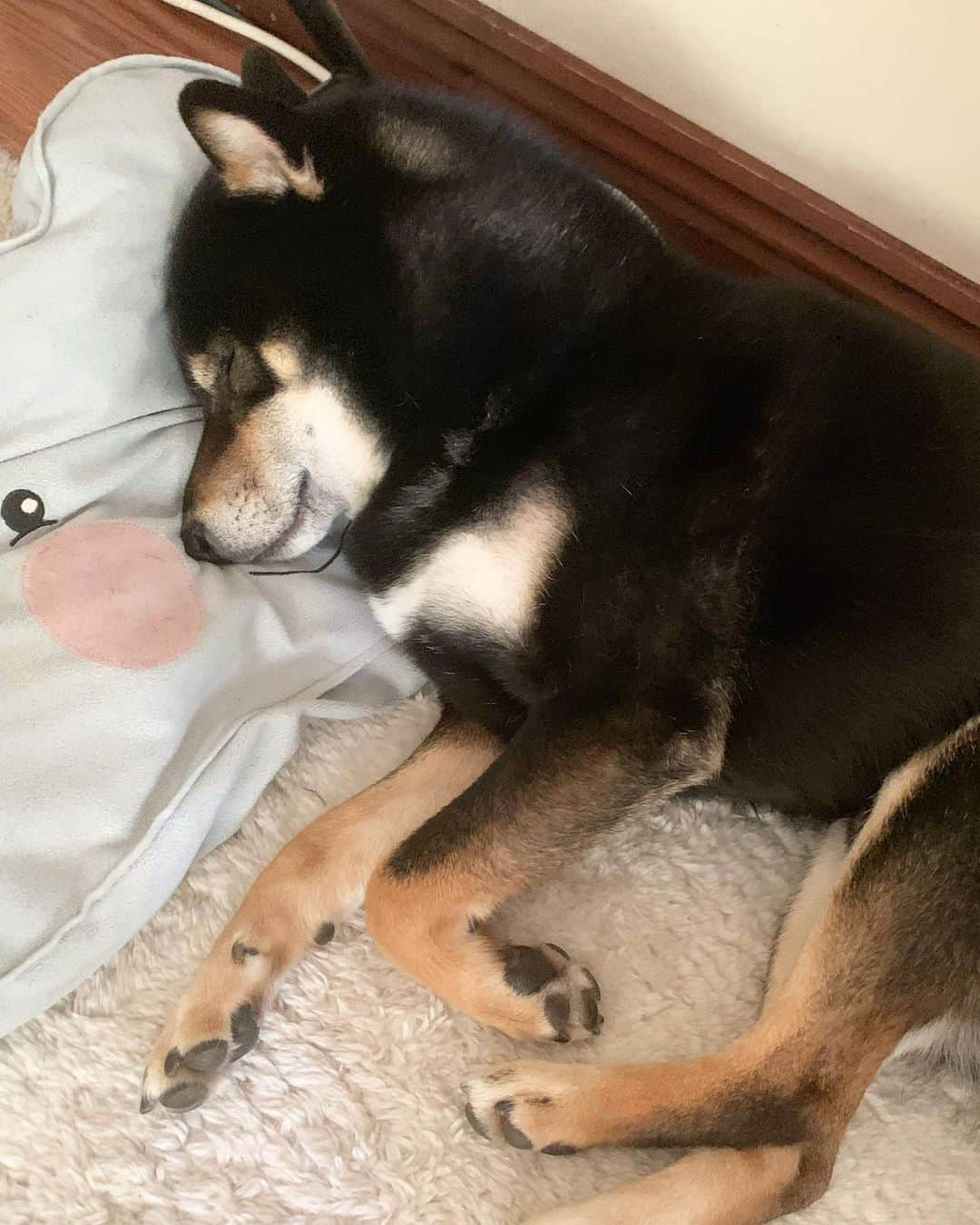 ?Fricko the Shiba Inu?さんのインスタグラム写真 - (?Fricko the Shiba Inu?Instagram)「Always sleep so deep 😭😍Too cute😍😭 🐾 🐾 🐾 🐾 #Keaton #🐶 #shiba #shibainu #dog #柴犬 #黒柴 #子犬 #shibalovers #shibaholics #dogoftheday #dogslife #weeklyfluff  #dogstagram  #dogscorner #shibapuppy #puppiesofinstagram」5月31日 23時29分 - umigiva