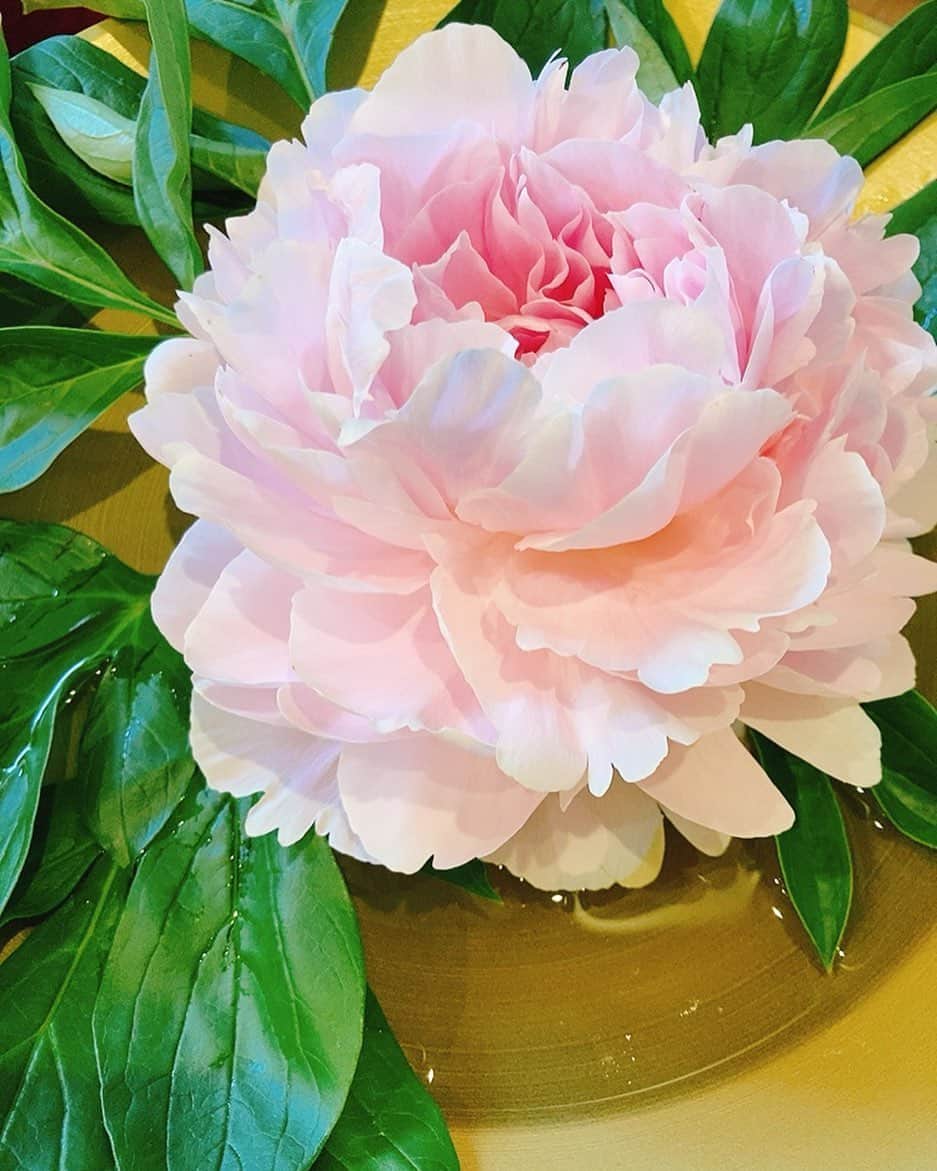 佐藤千晶のインスタグラム：「スーパーで芍薬を買いました！ 昨日より花開いてる。 めんこい😊  お家の中をうんと華やかにしてくれて ありがとう…！ #芍薬 #立派 #200円！！ #ばばば #お花 #flower #めんこい」