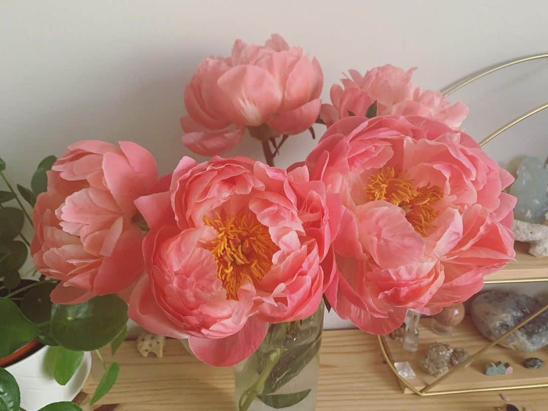 OLIVIAのインスタグラム：「Look at these beauties ❤️❤️❤️ Hugs to all!! 🥰🥰🥰🥰🥰」