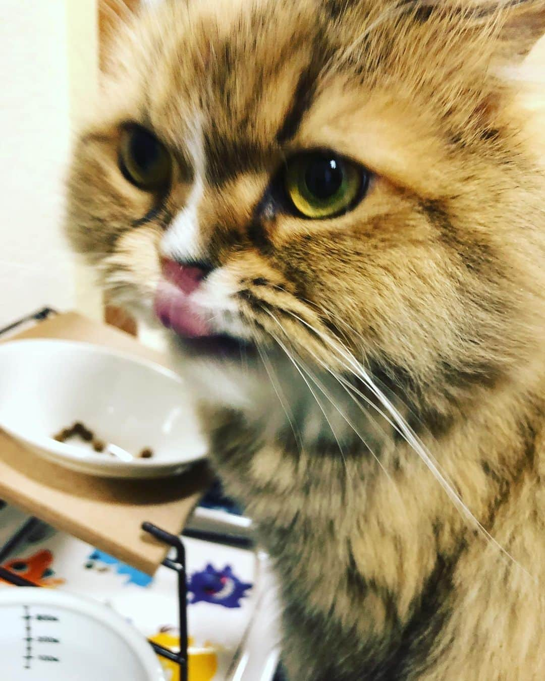 KEIさんのインスタグラム写真 - (KEIInstagram)「ぺろり。  #猫の凛 #りんちゃん」6月1日 10時29分 - kei_gt_inst